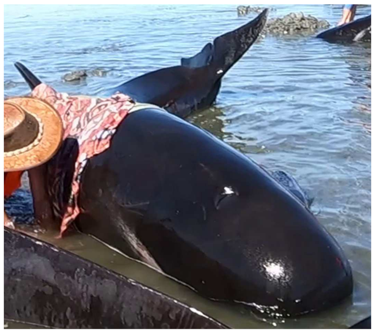 Animals 12 01861 g003