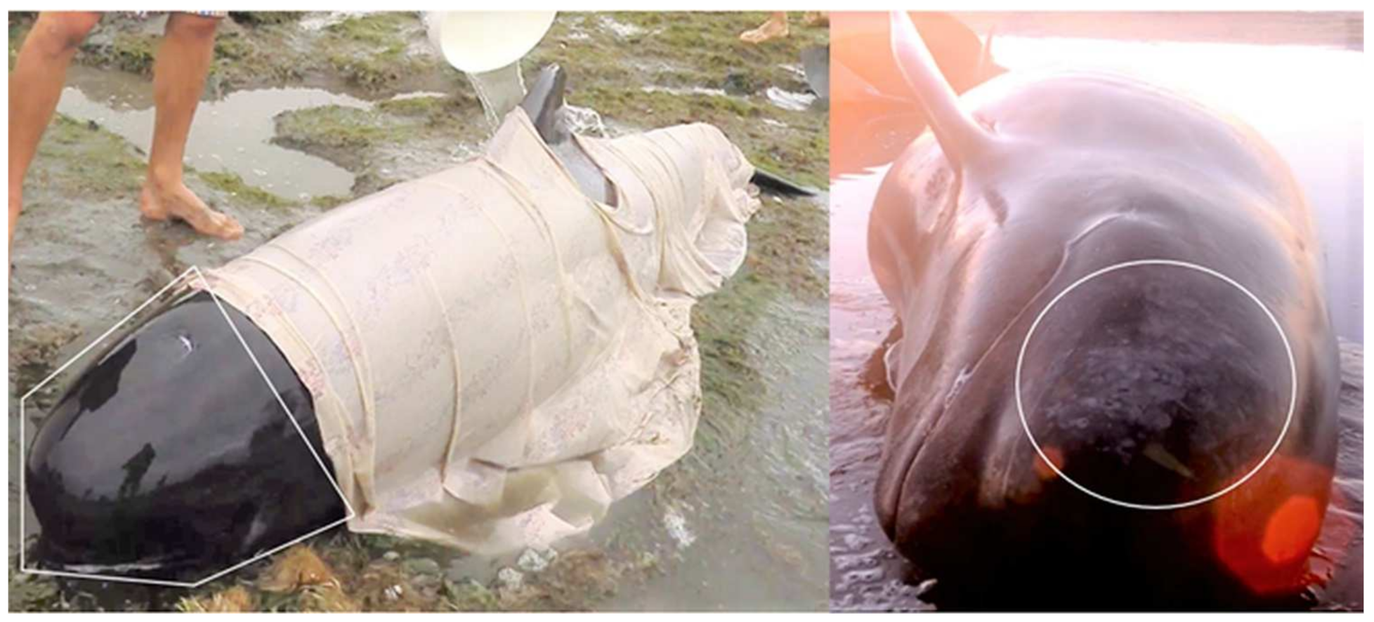 Animals 12 01861 g004