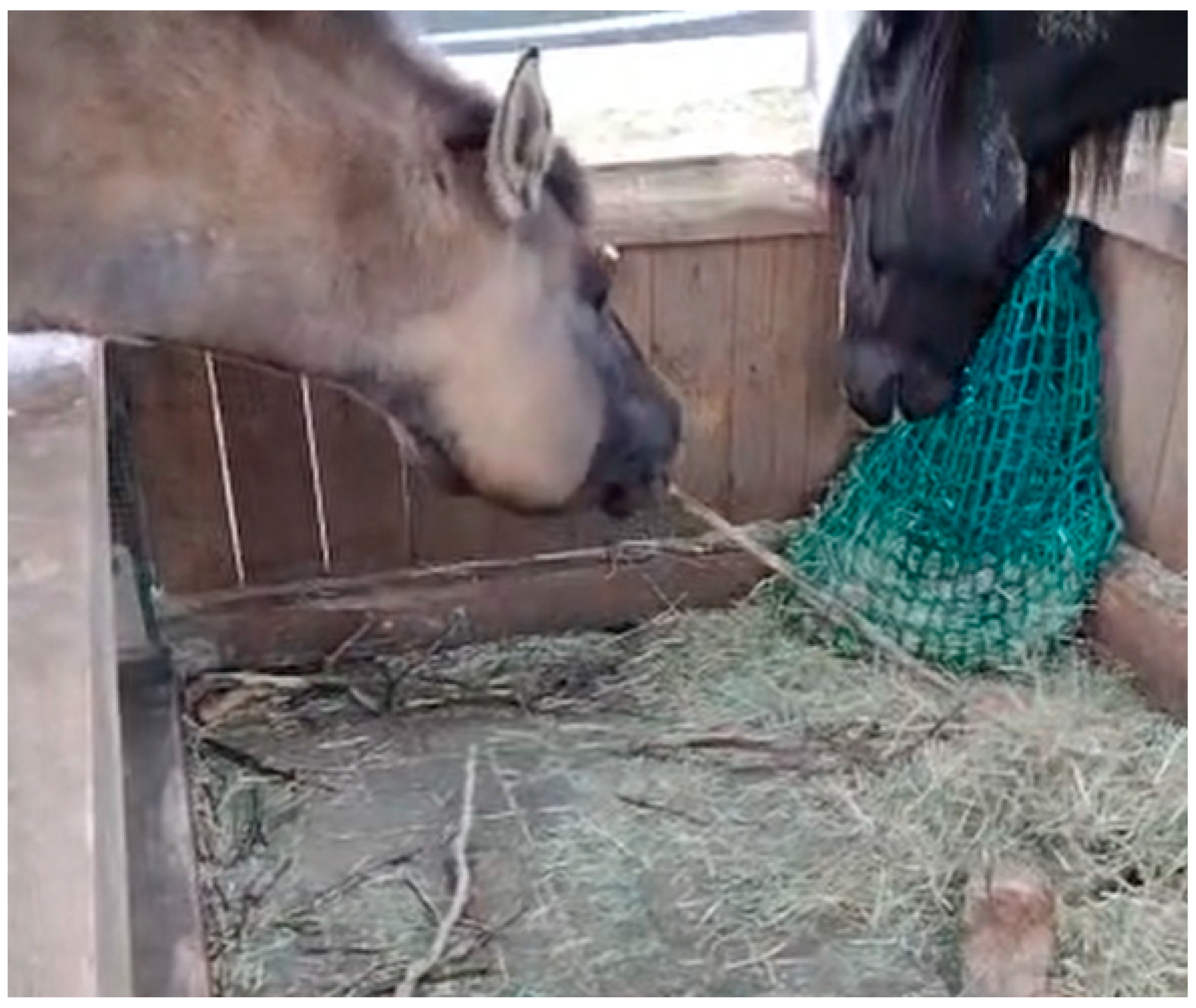 Animals 12 01876 g001