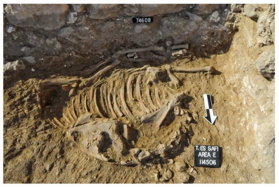 Animals 12 01931 g019 550