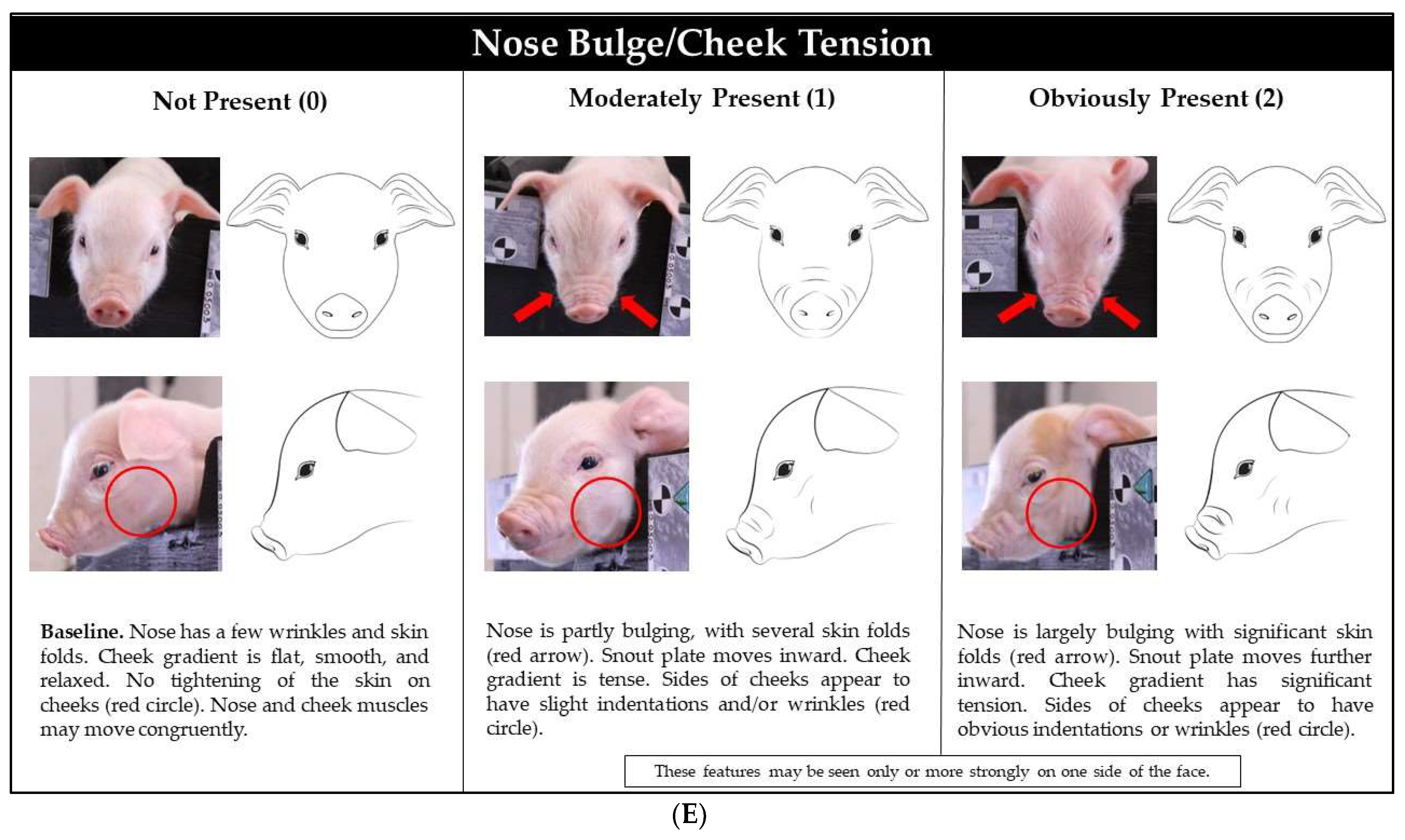 Animals 12 01944 g003c Animals 12 01944 g003c