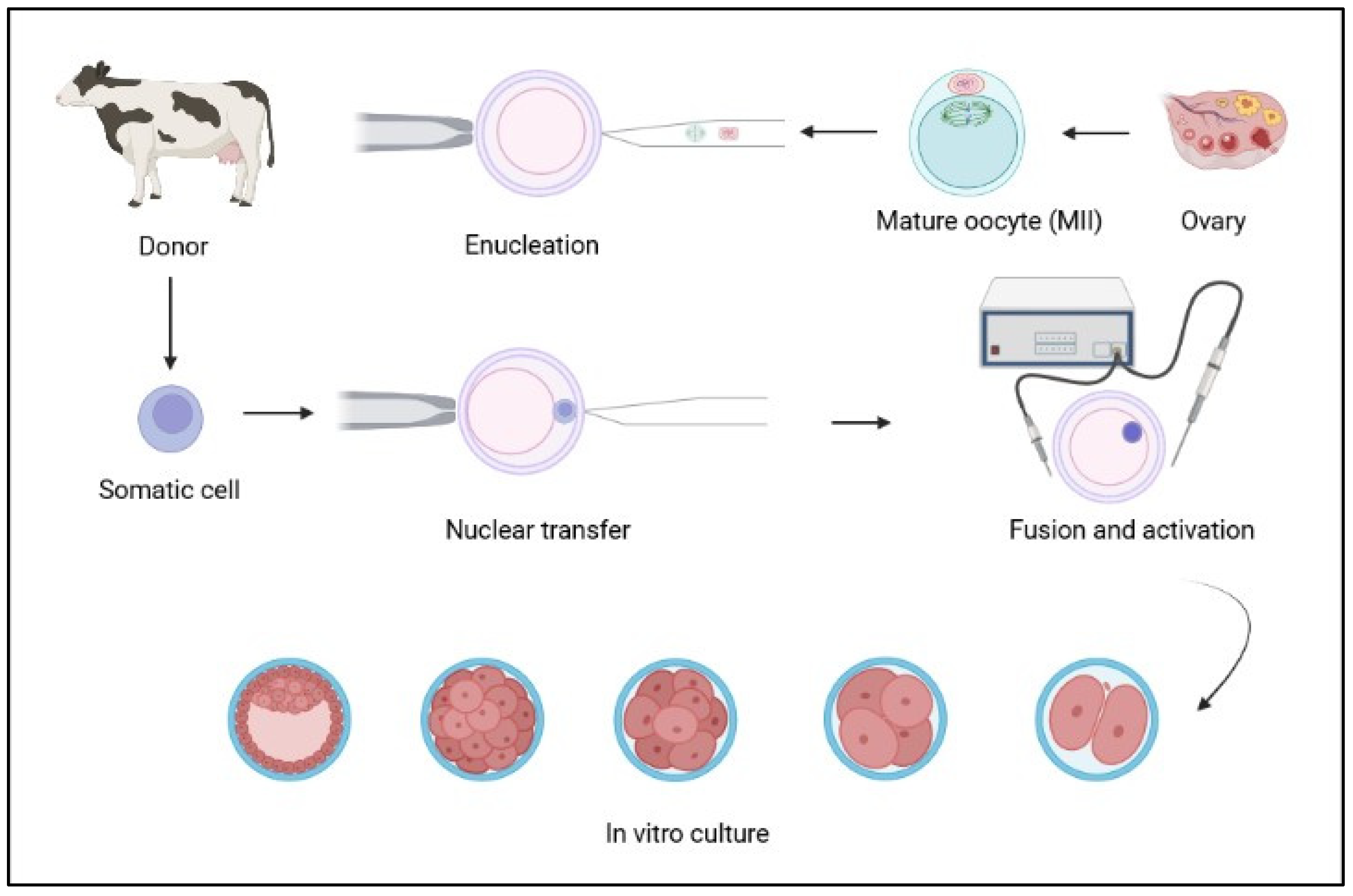 Animals 12 01956 g002