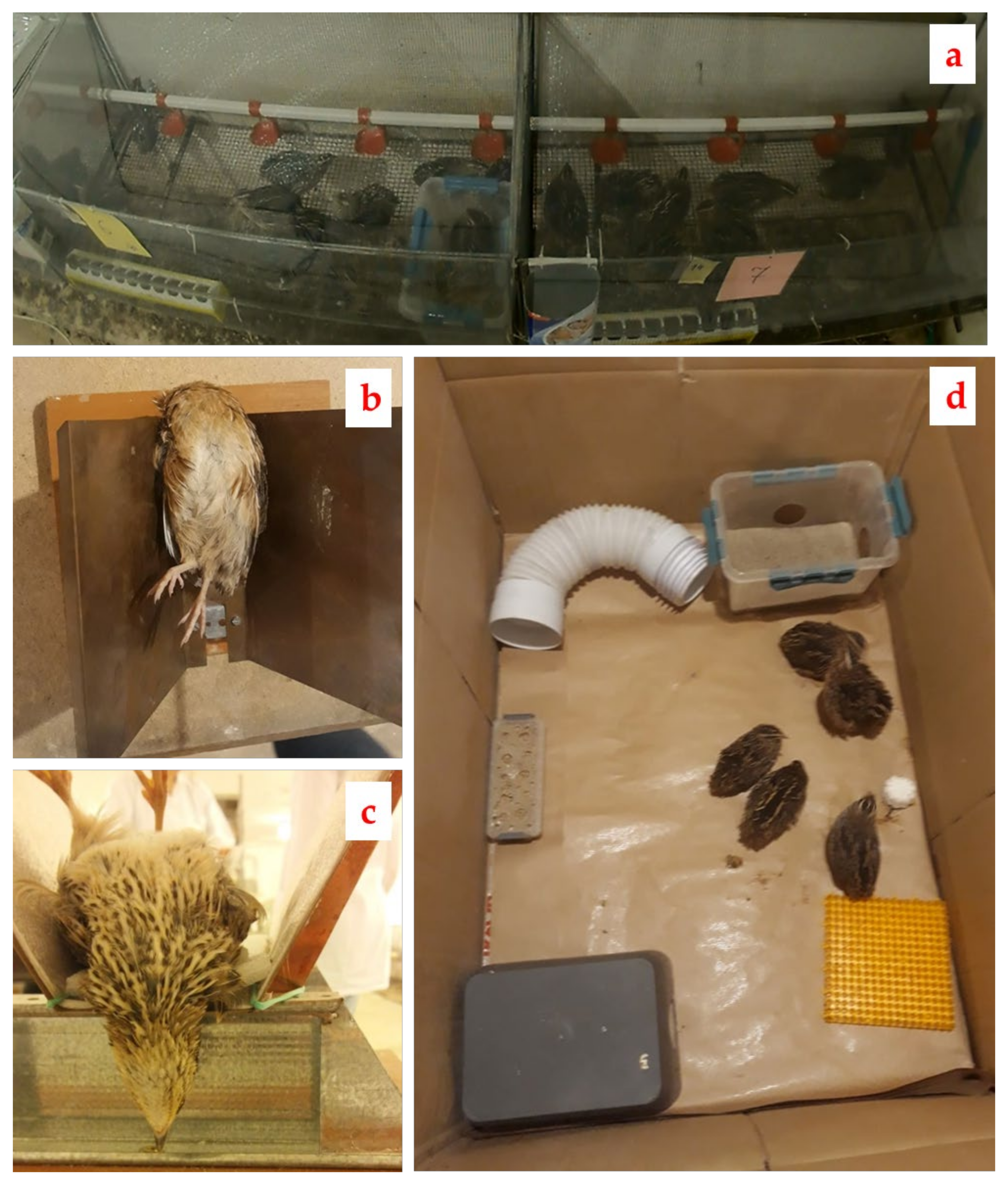 Animals 12 01963 g002