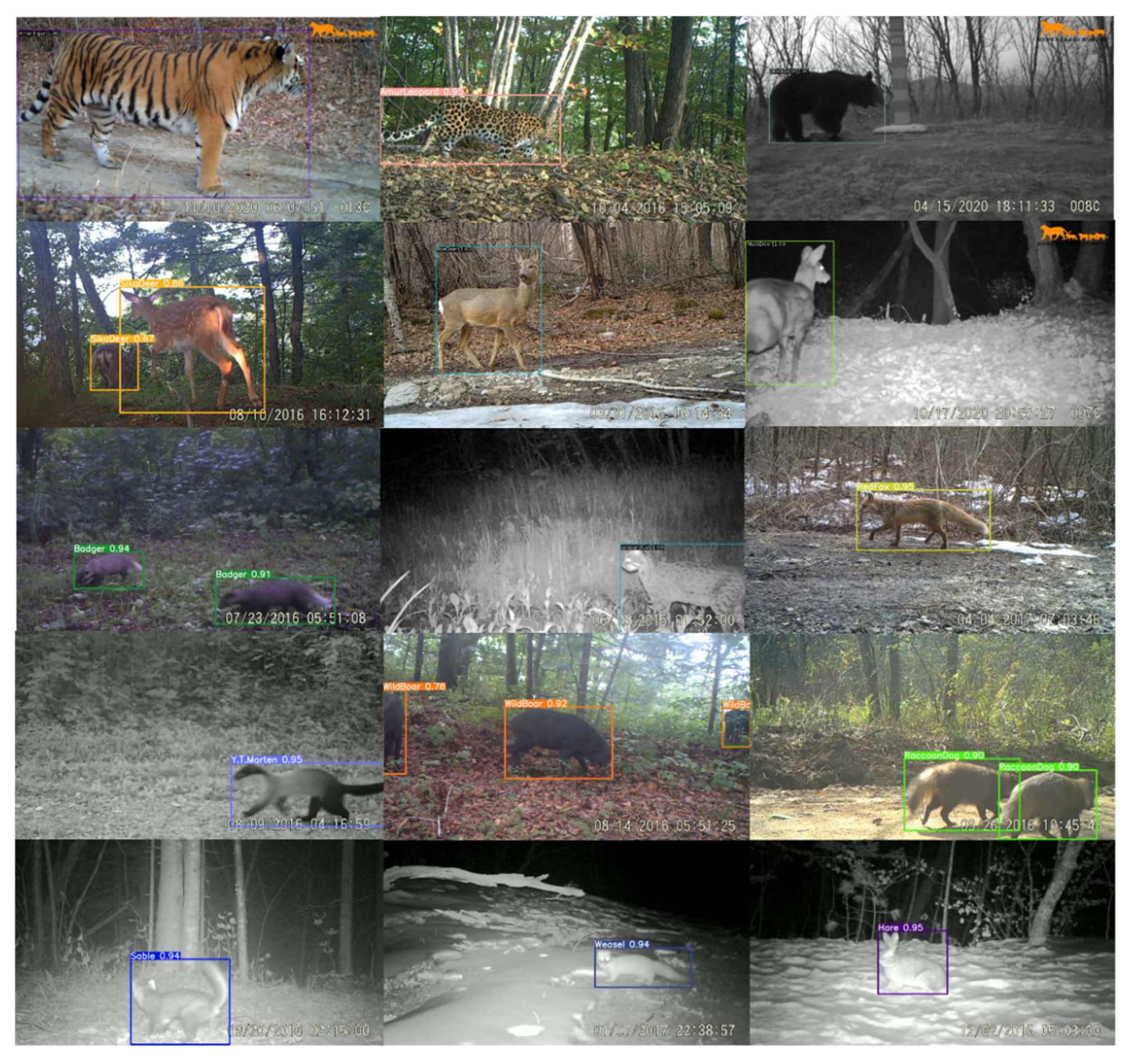 Animals 12 01976 g008