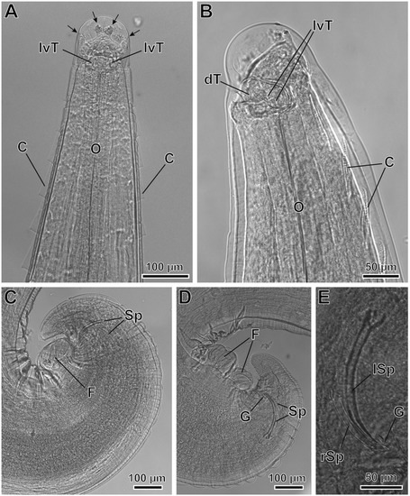 Animals 12 01991 g003