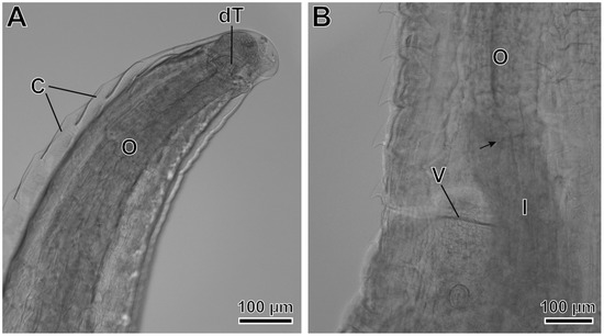 Animals 12 01991 g005