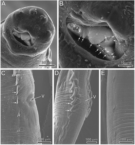 Animals 12 01991 g006