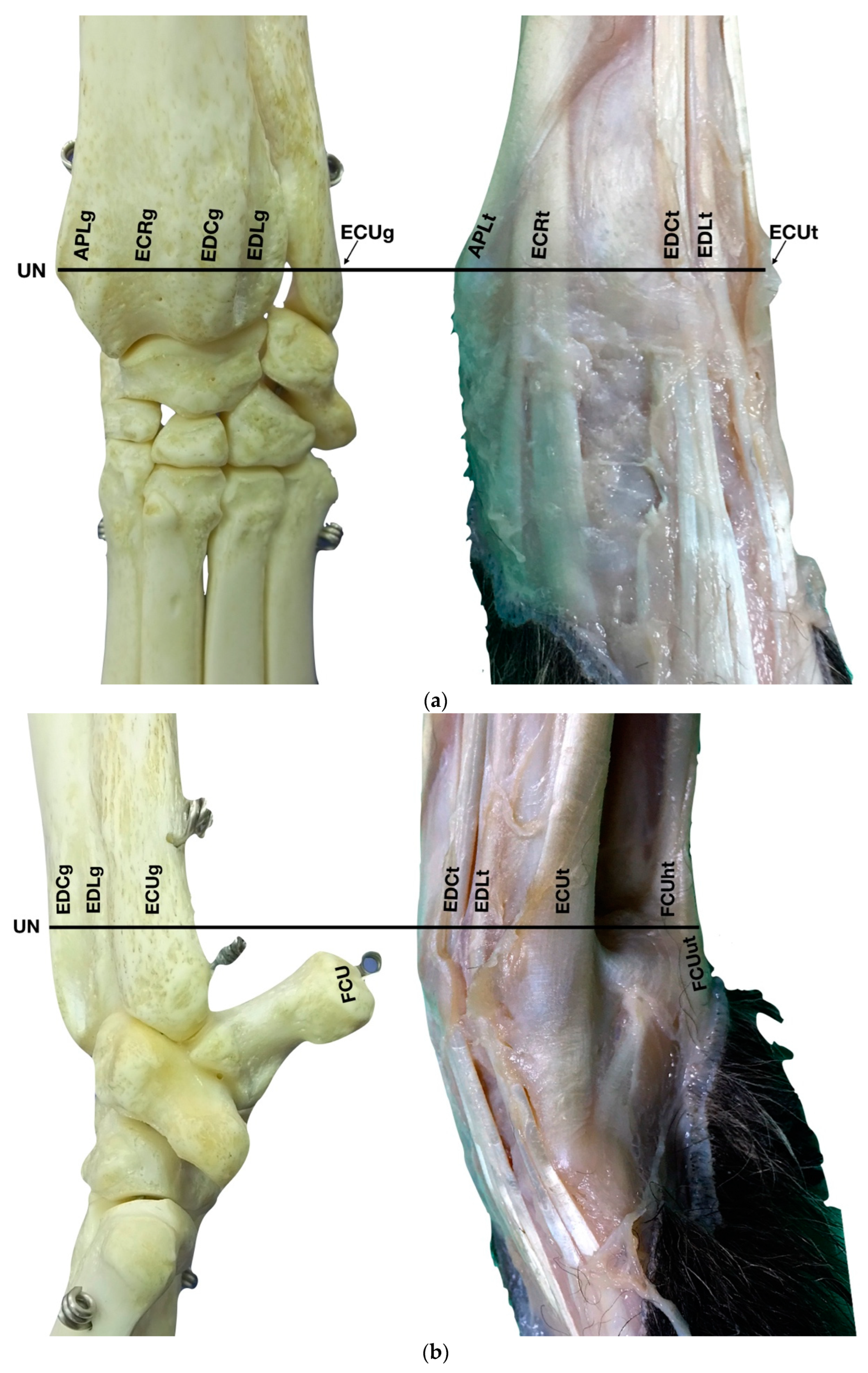 Animals 12 02050 g001a