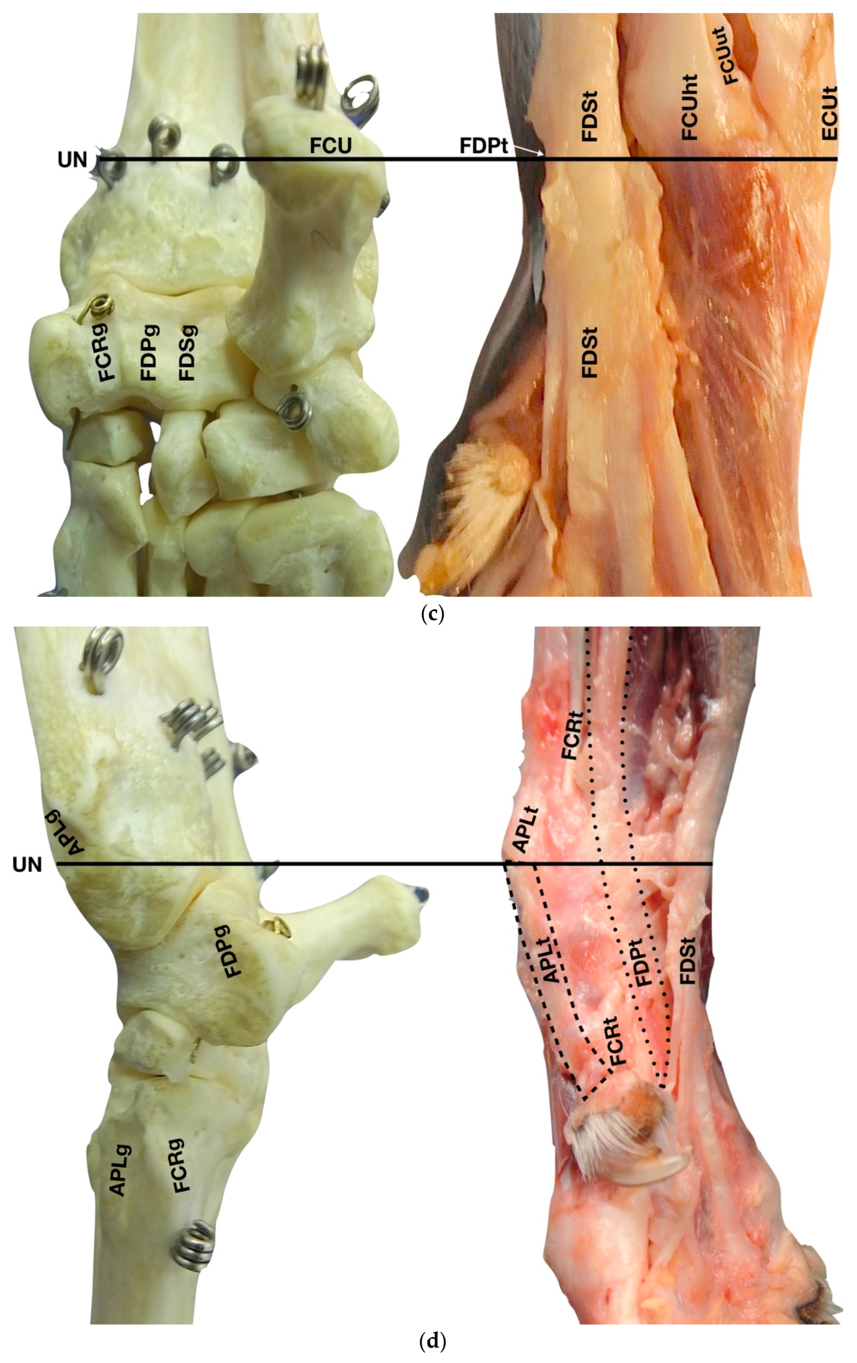 Animals 12 02050 g001b