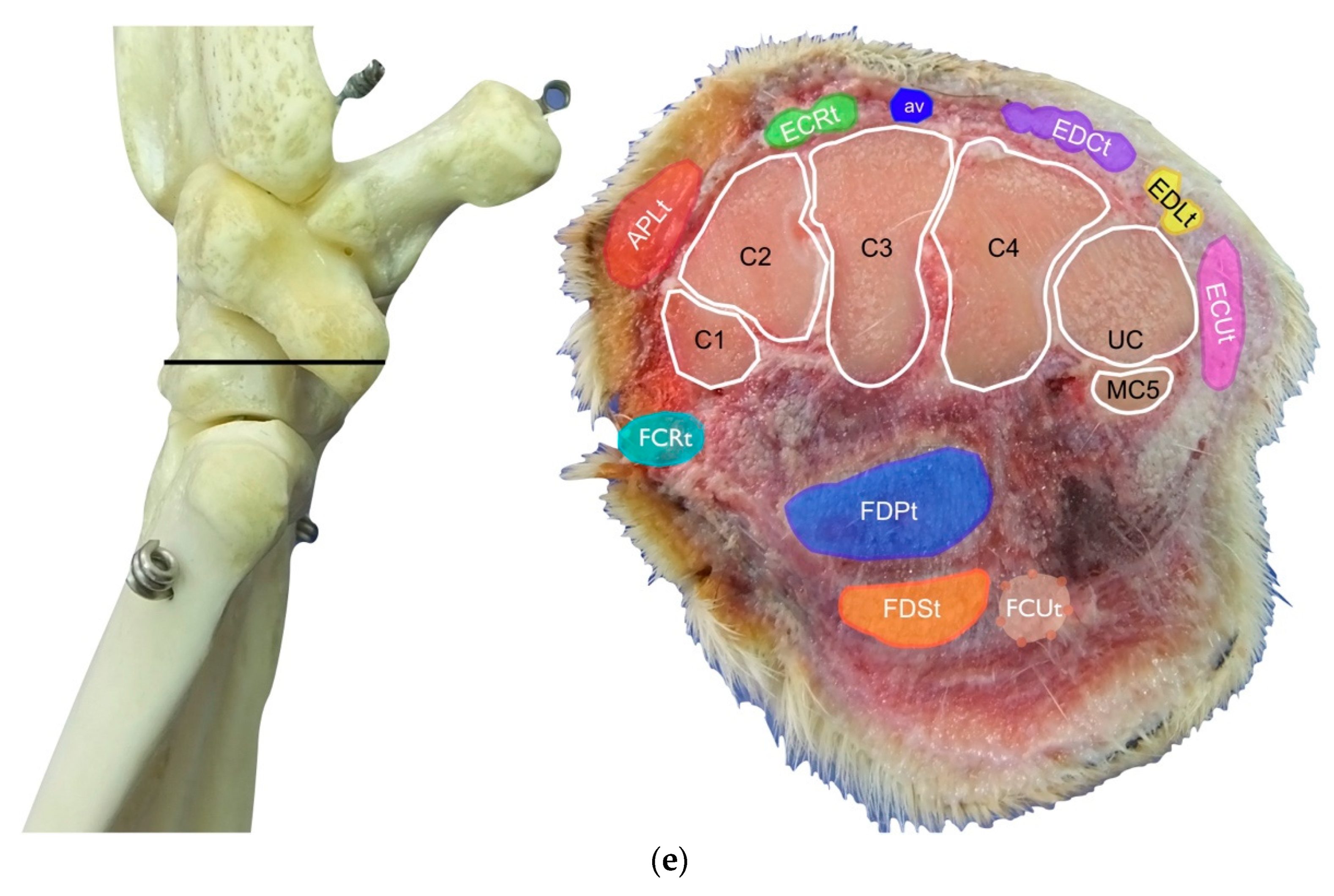 Animals 12 02050 g001c