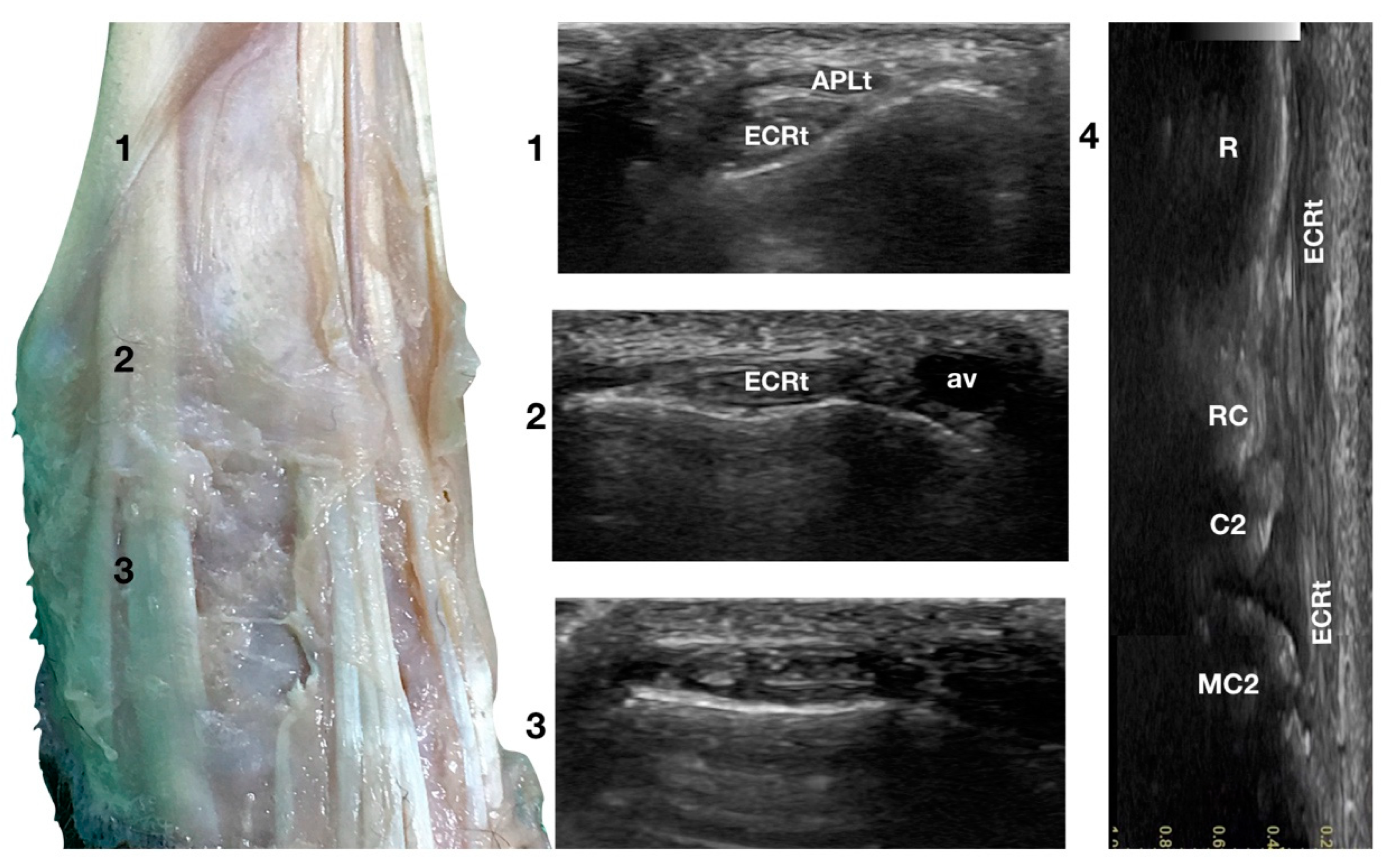 Animals 12 02050 g002