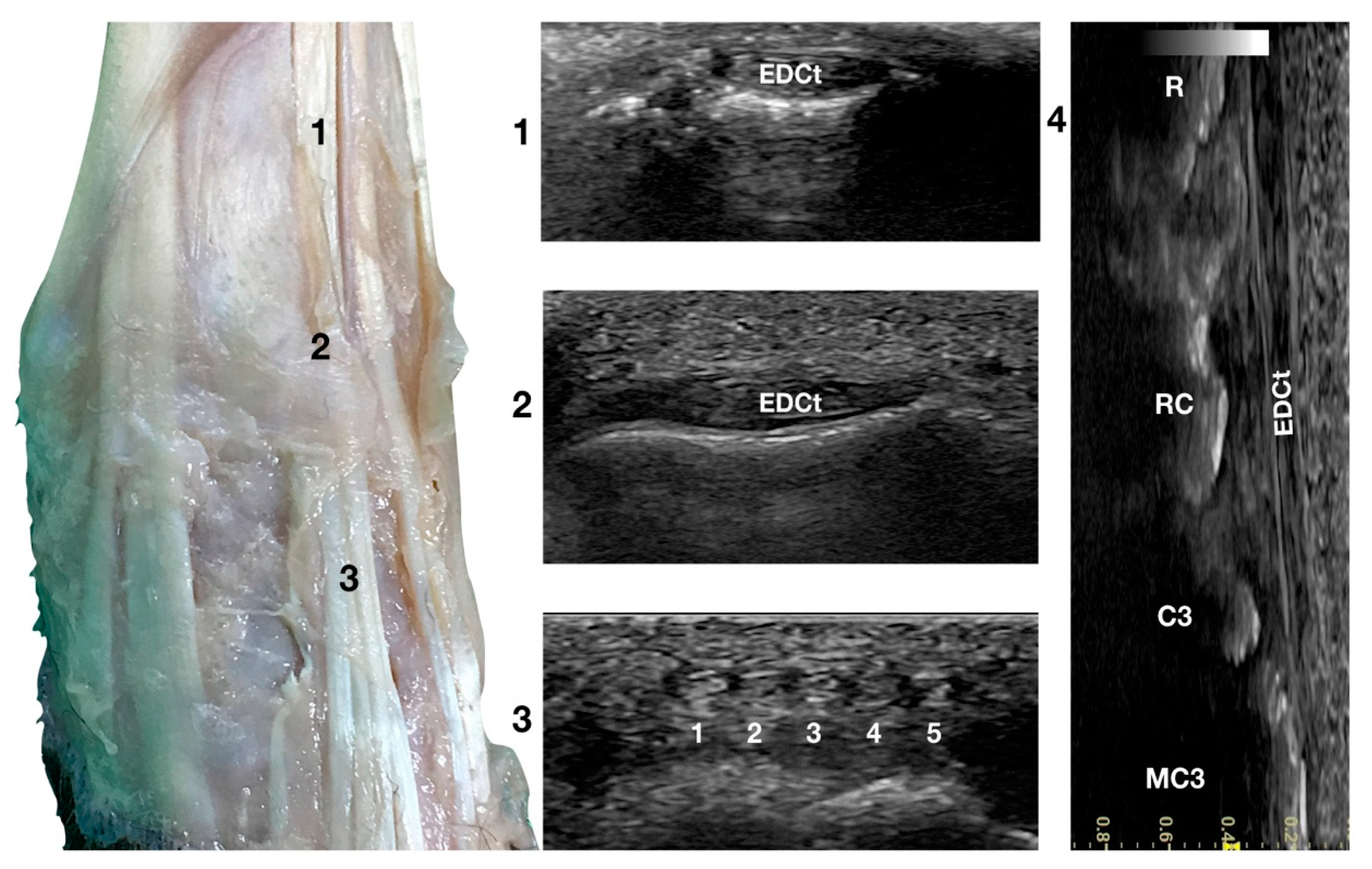 Animals 12 02050 g003