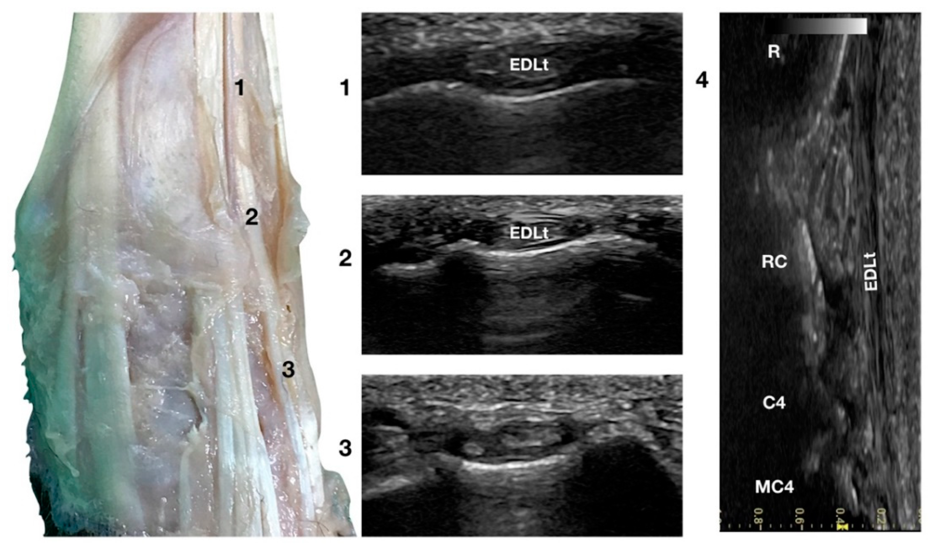Animals 12 02050 g004