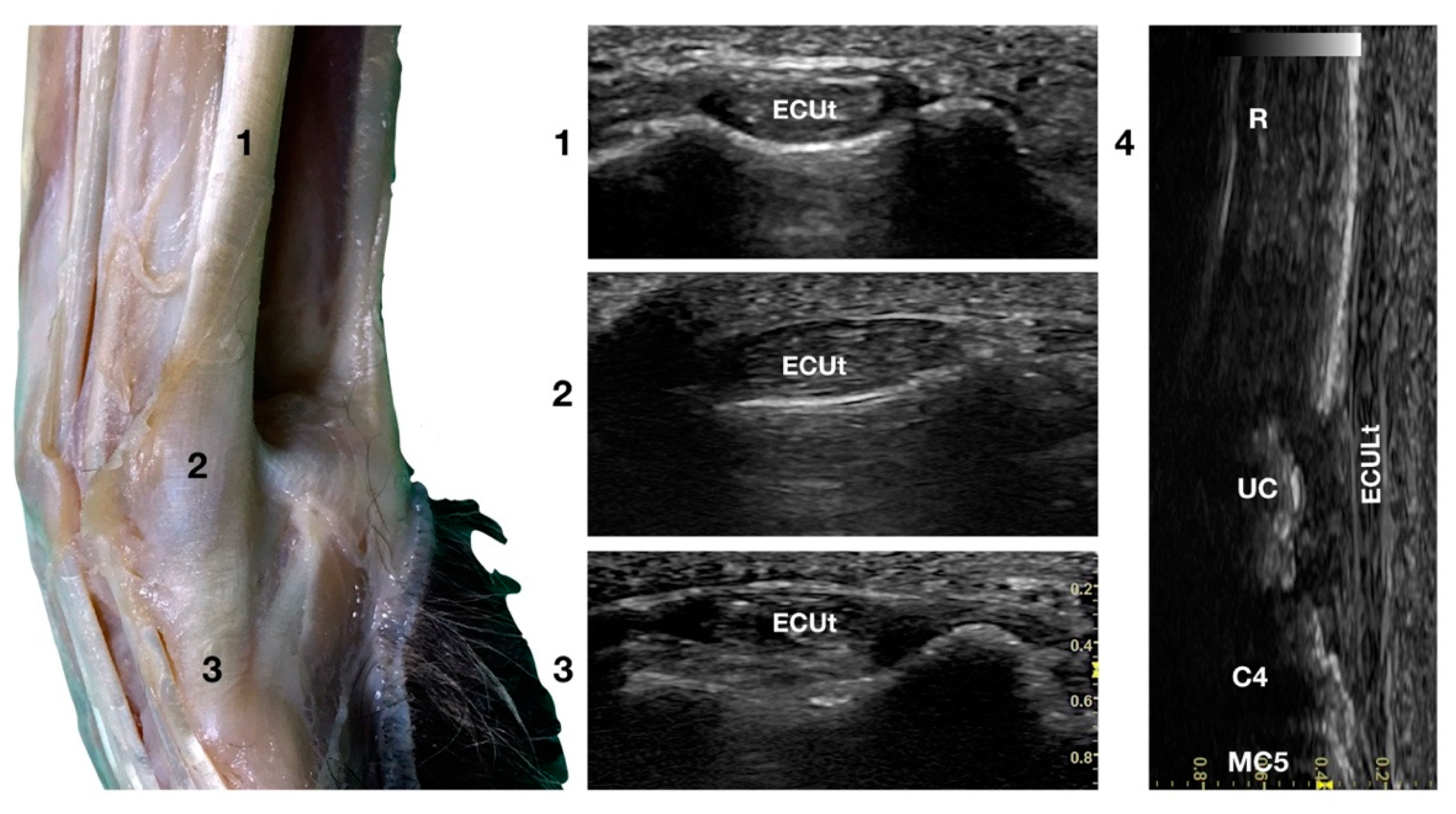 Animals 12 02050 g005