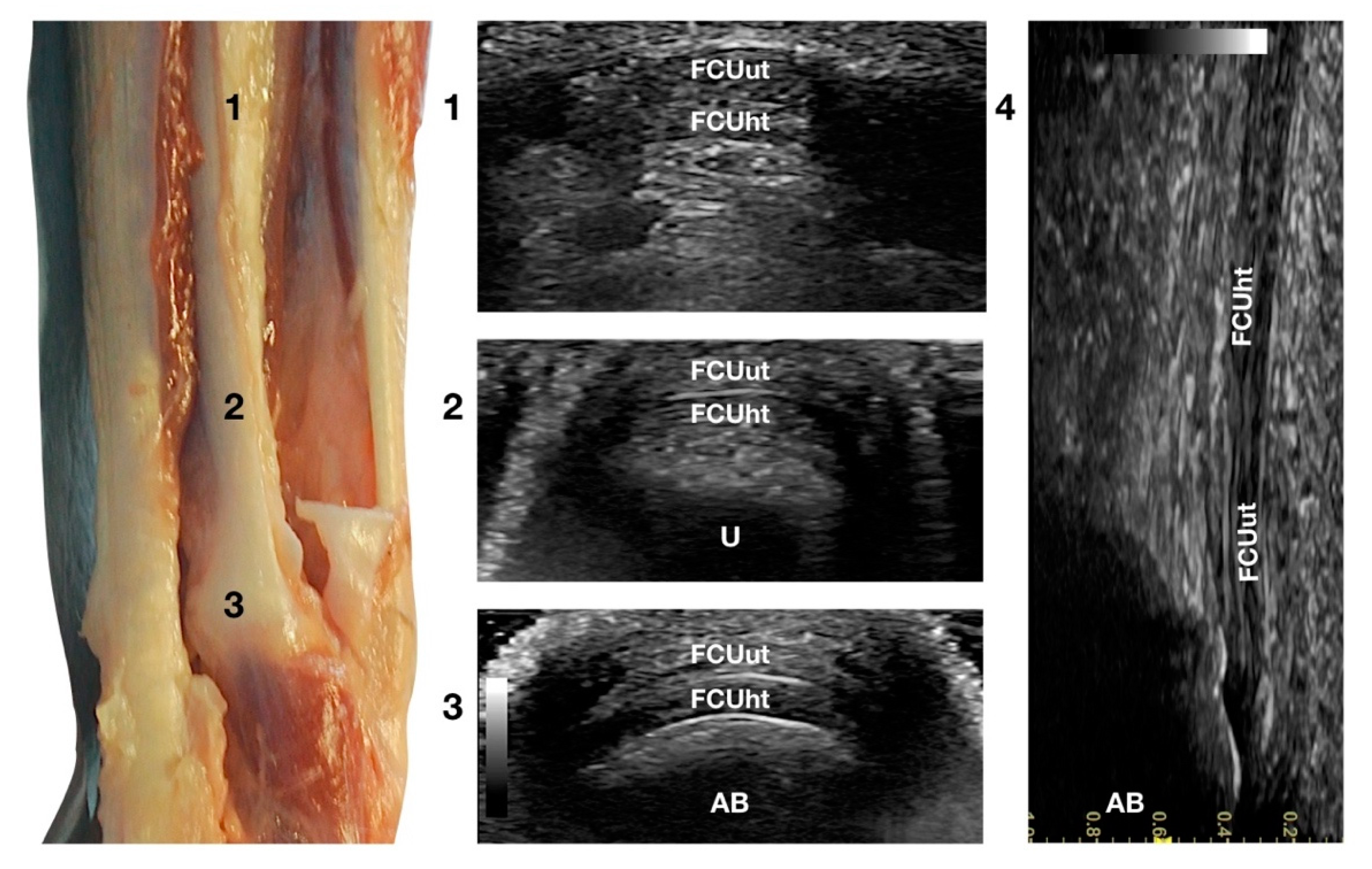 Animals 12 02050 g006