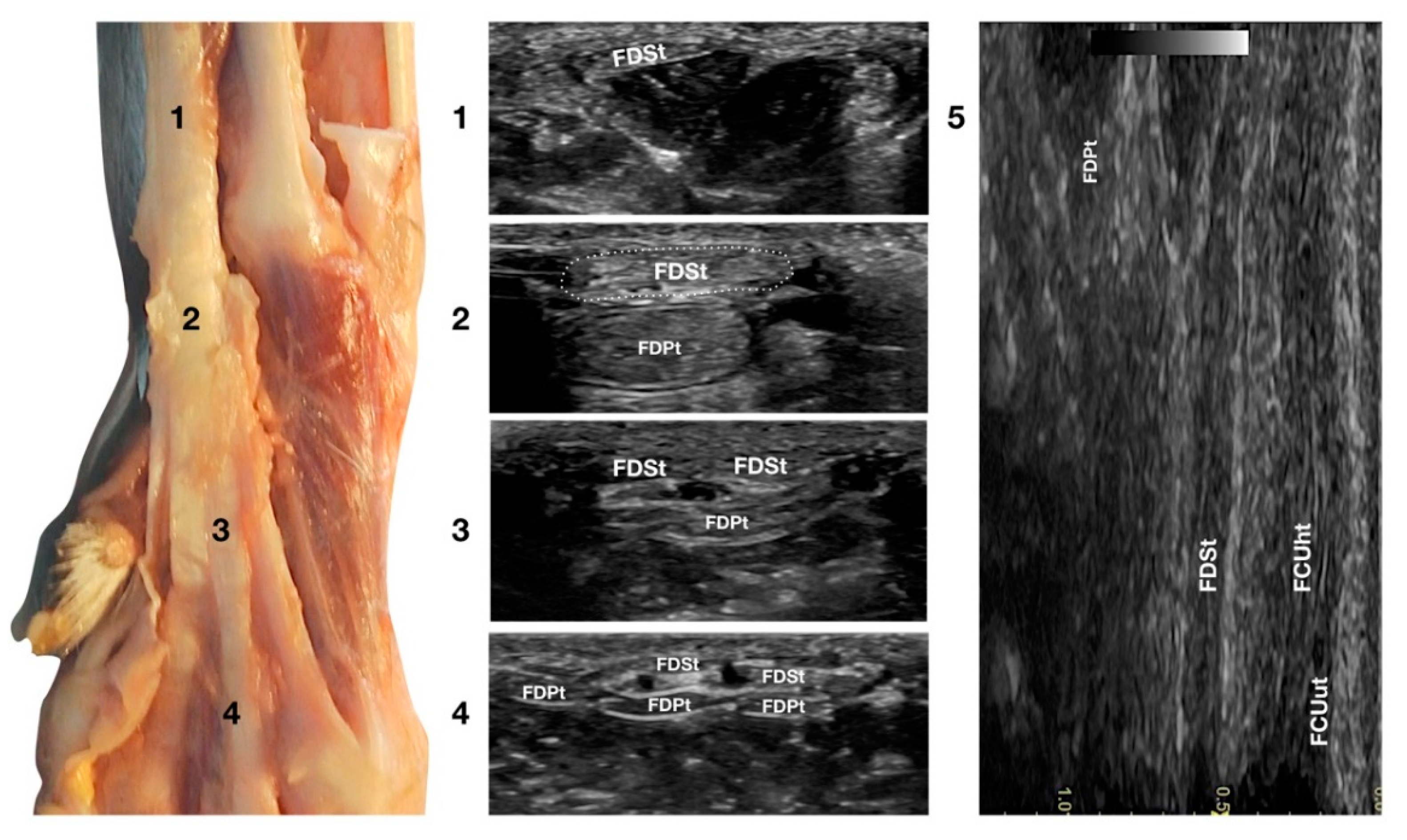 Animals 12 02050 g007
