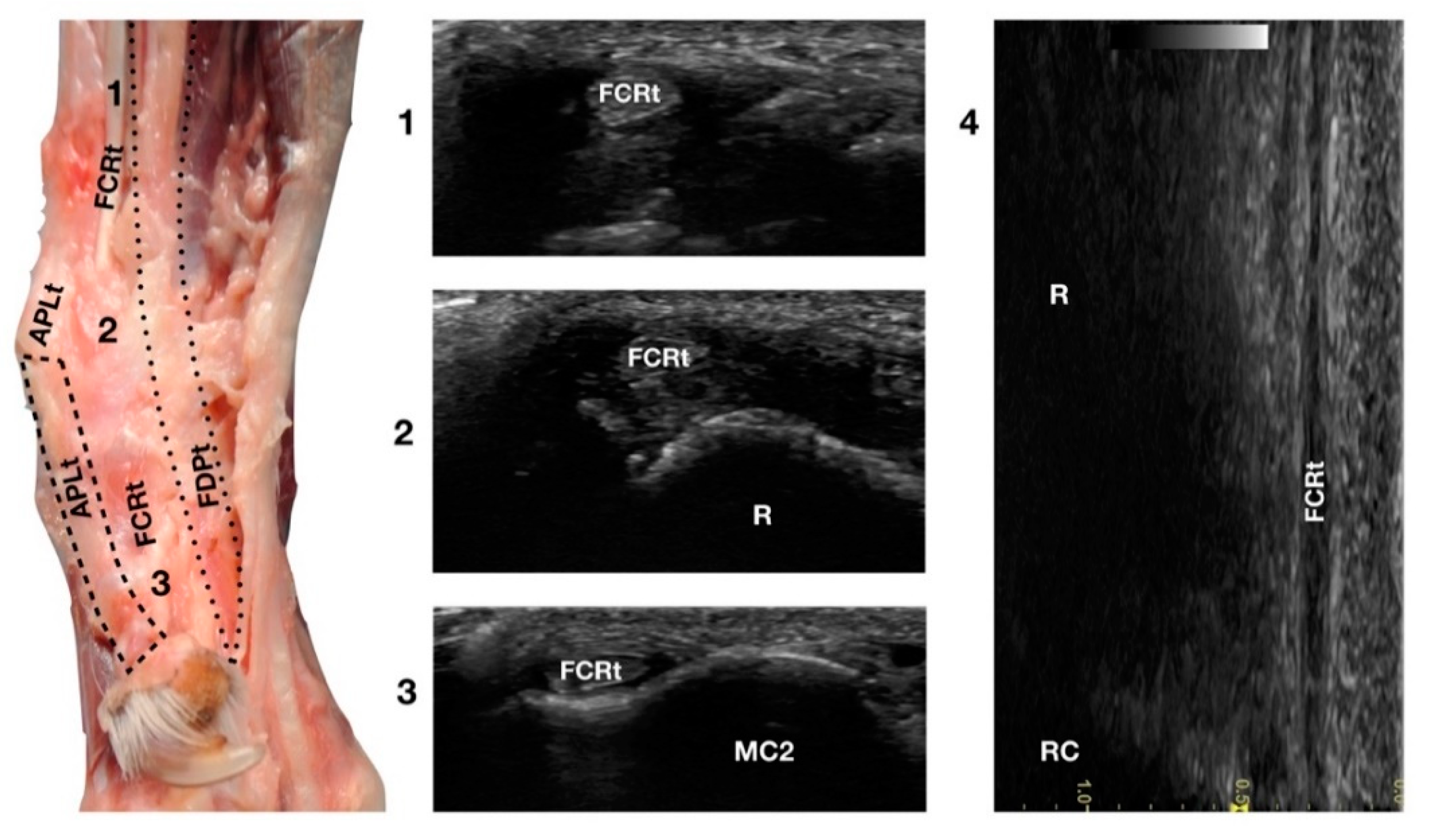 Animals 12 02050 g009