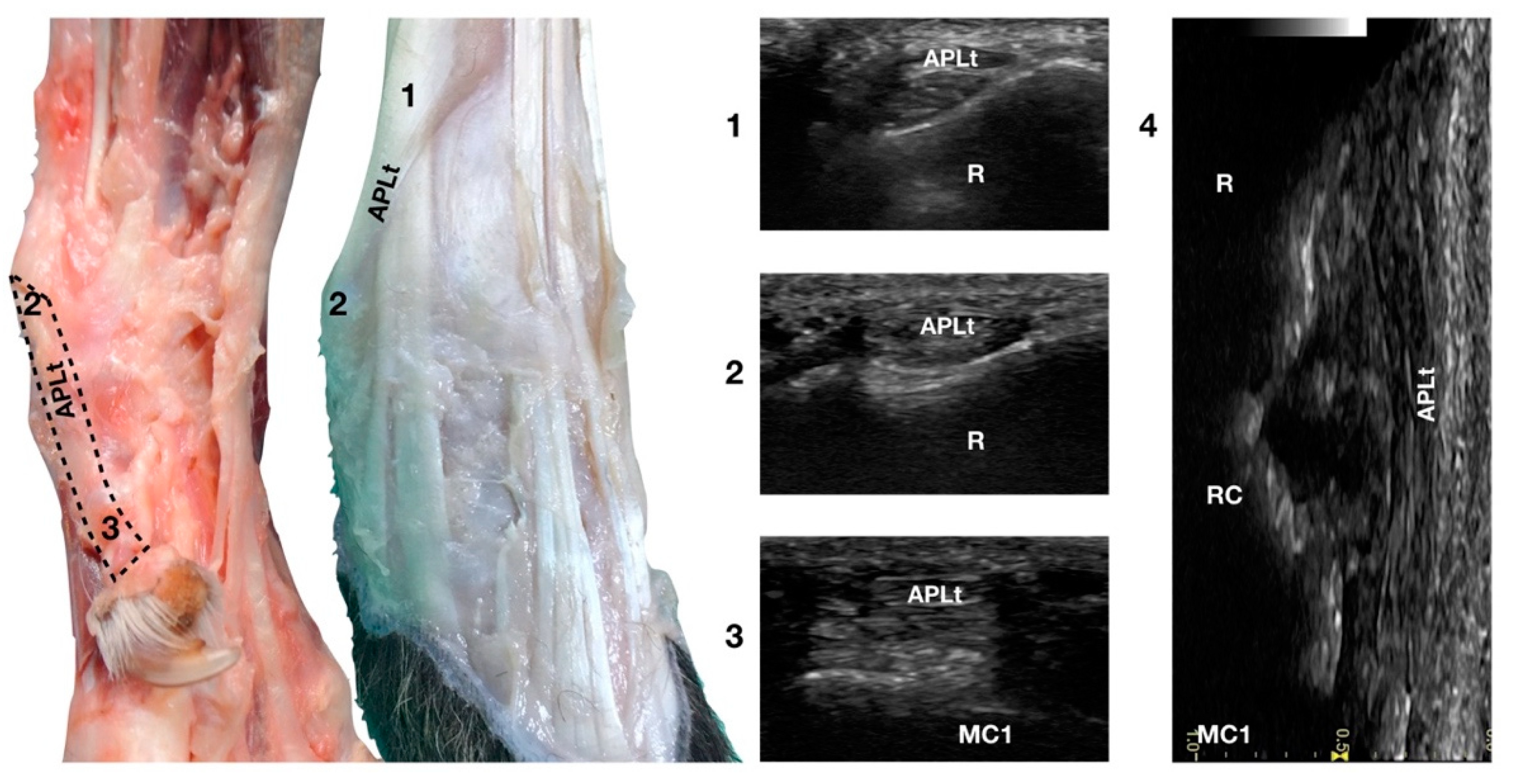 Animals 12 02050 g010
