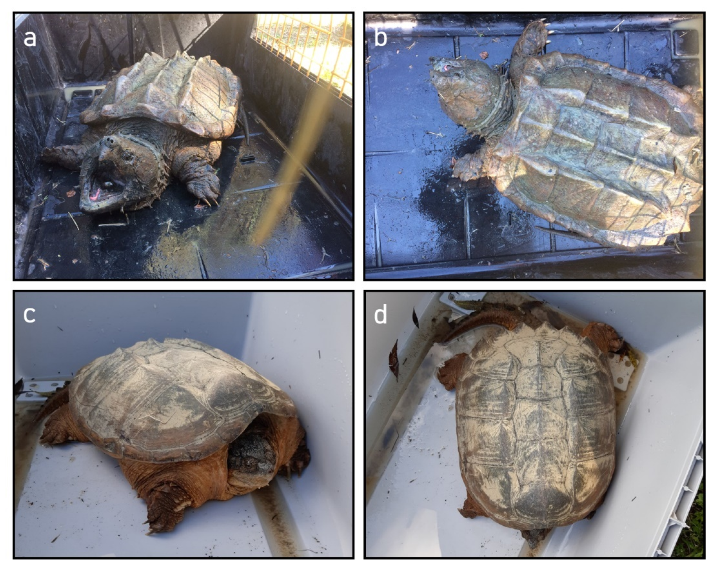 Animals 12 02057 g002