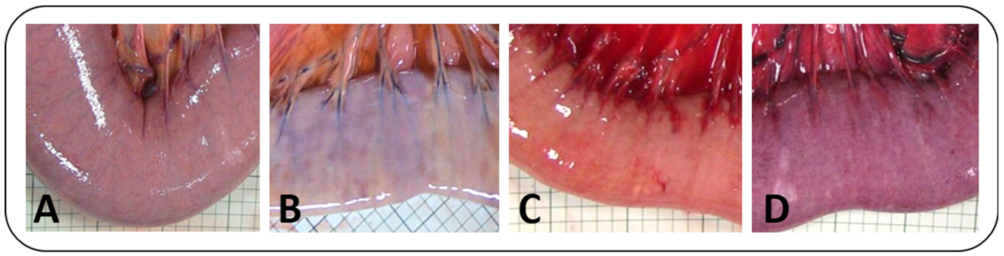 Animals 12 02158 g002