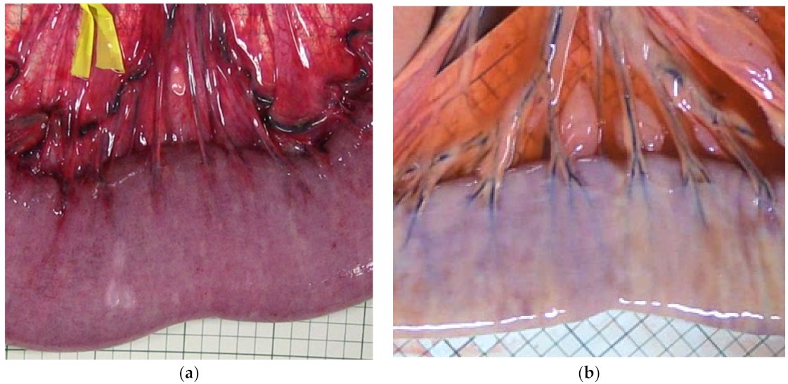 Animals 12 02158 g006