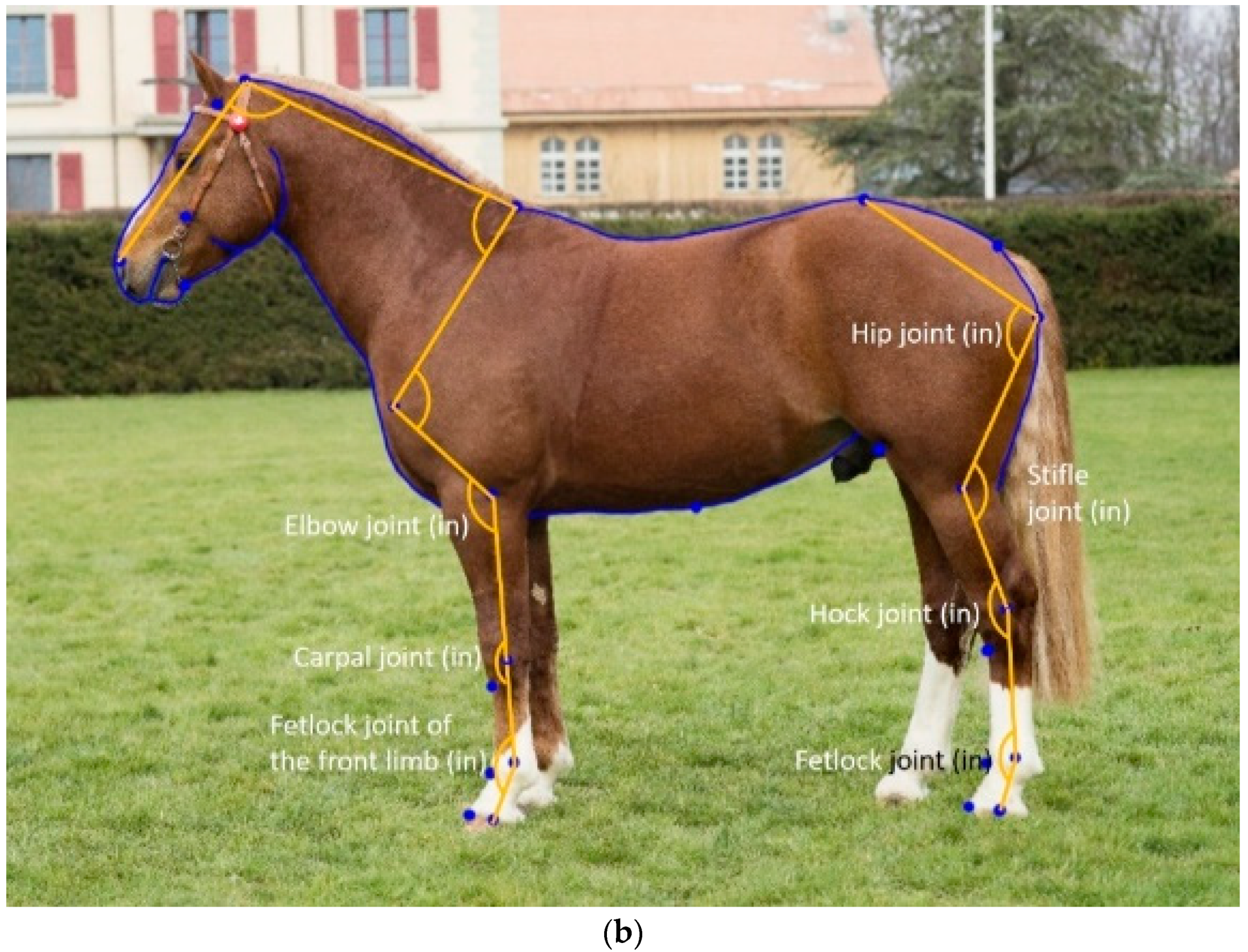 Animals 12 02186 g001b