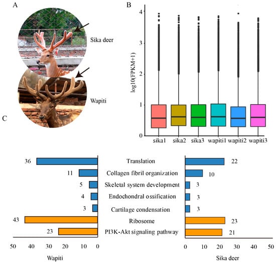 Animals 12 02203 g001 550