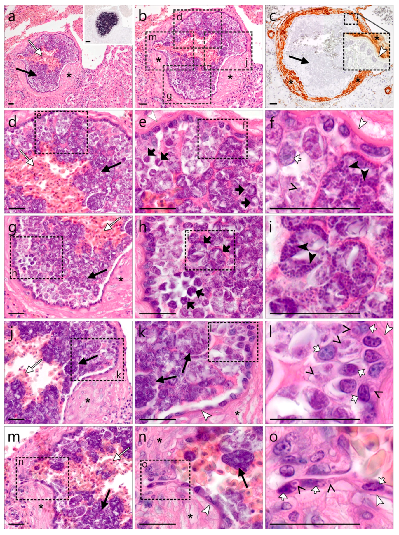 Animals 12 02212 g004