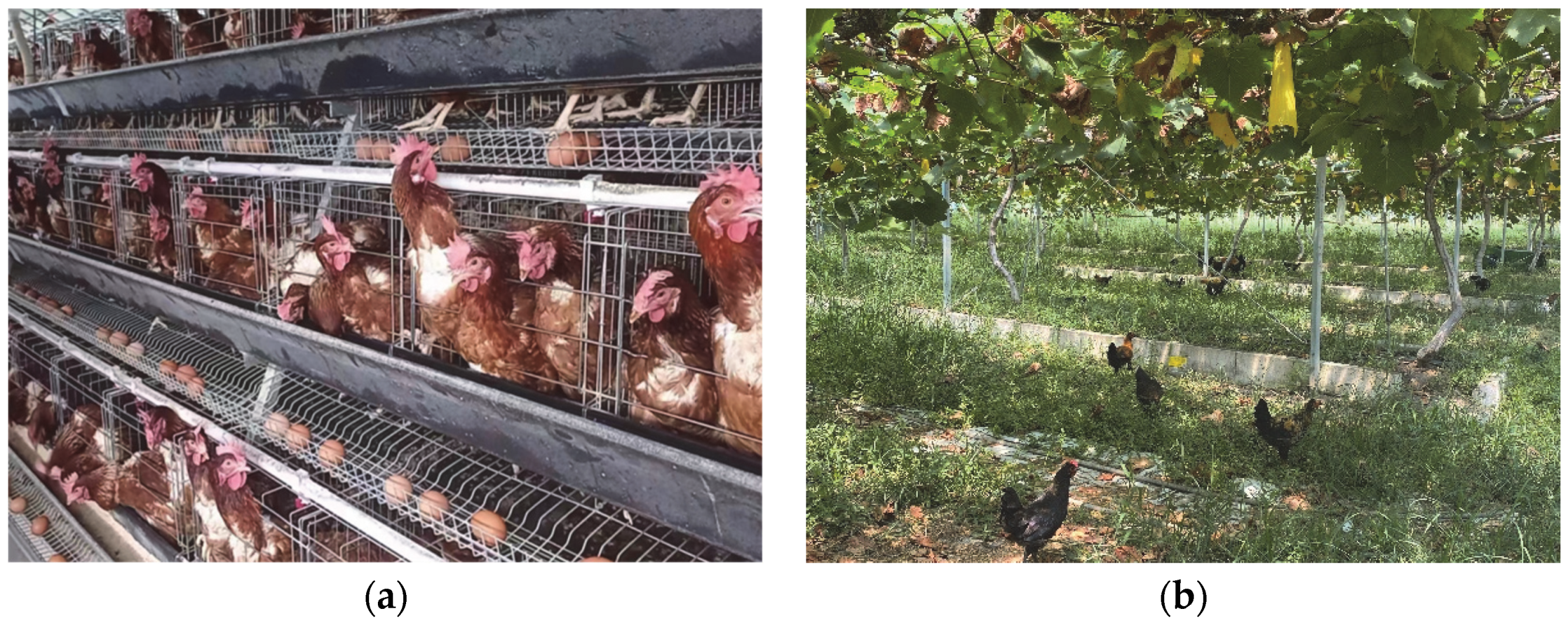 Animals 12 02305 g001