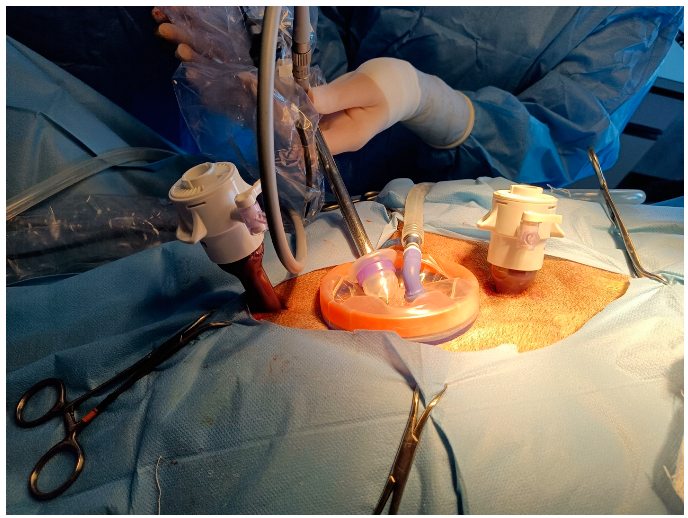 Animals 12 02308 g002