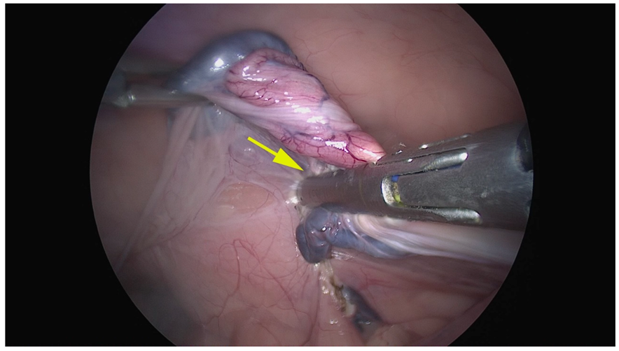 Animals 12 02308 g004