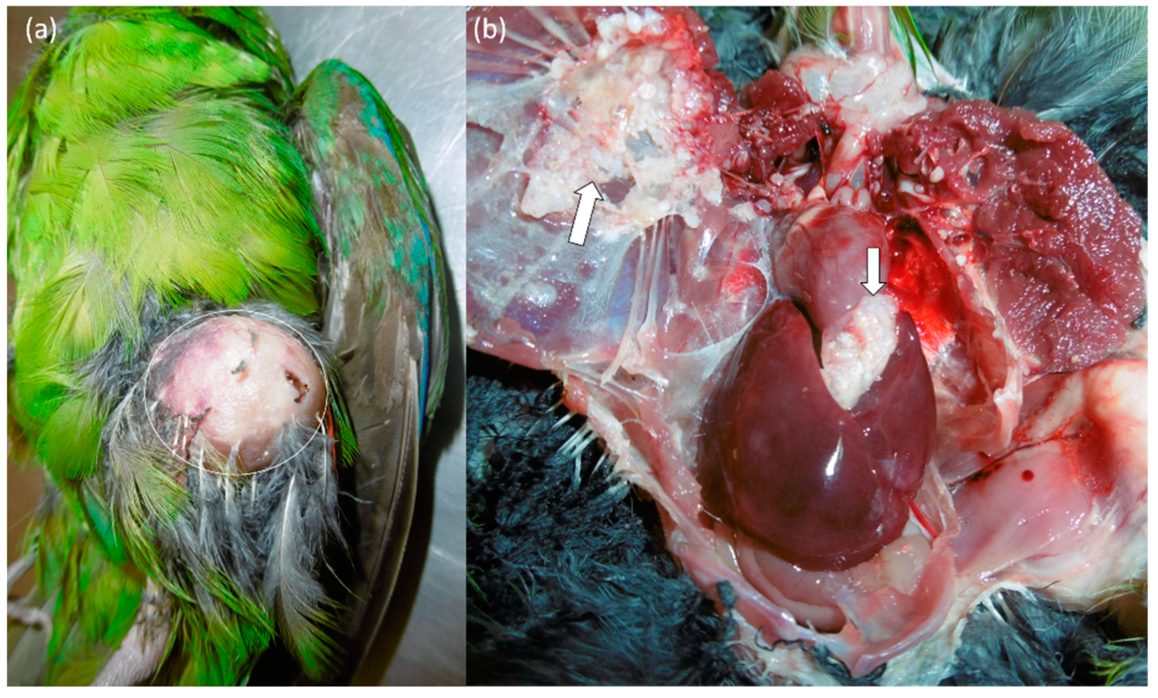 Animals 12 02316 g001