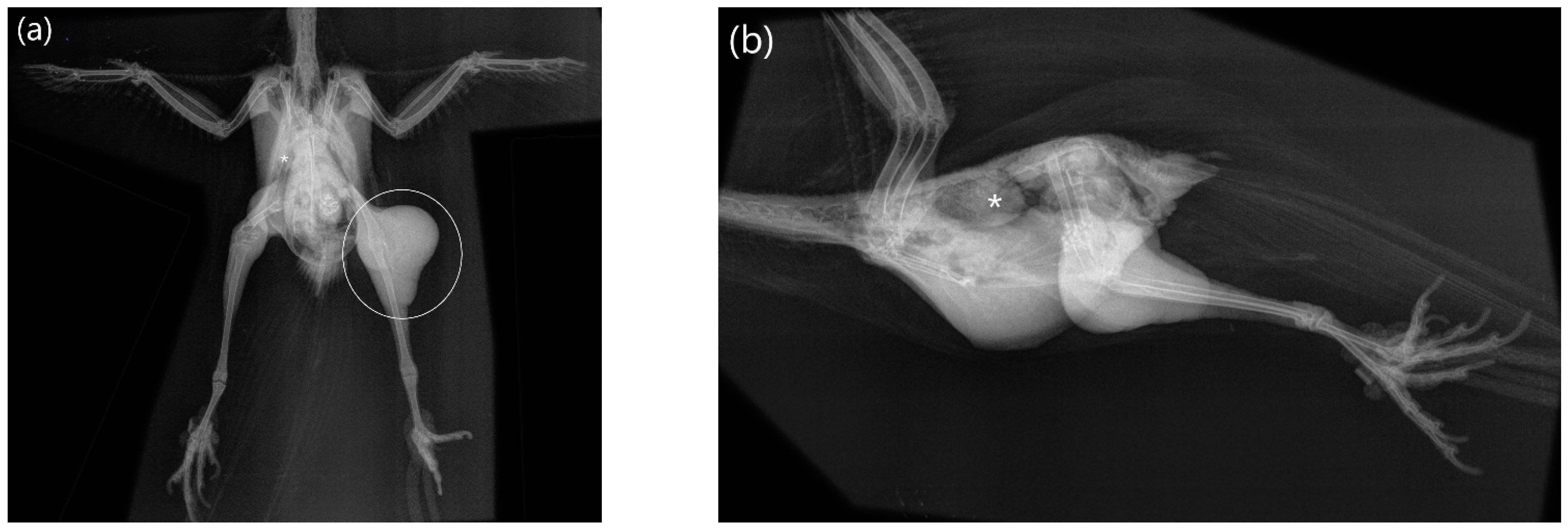 Animals 12 02316 g002