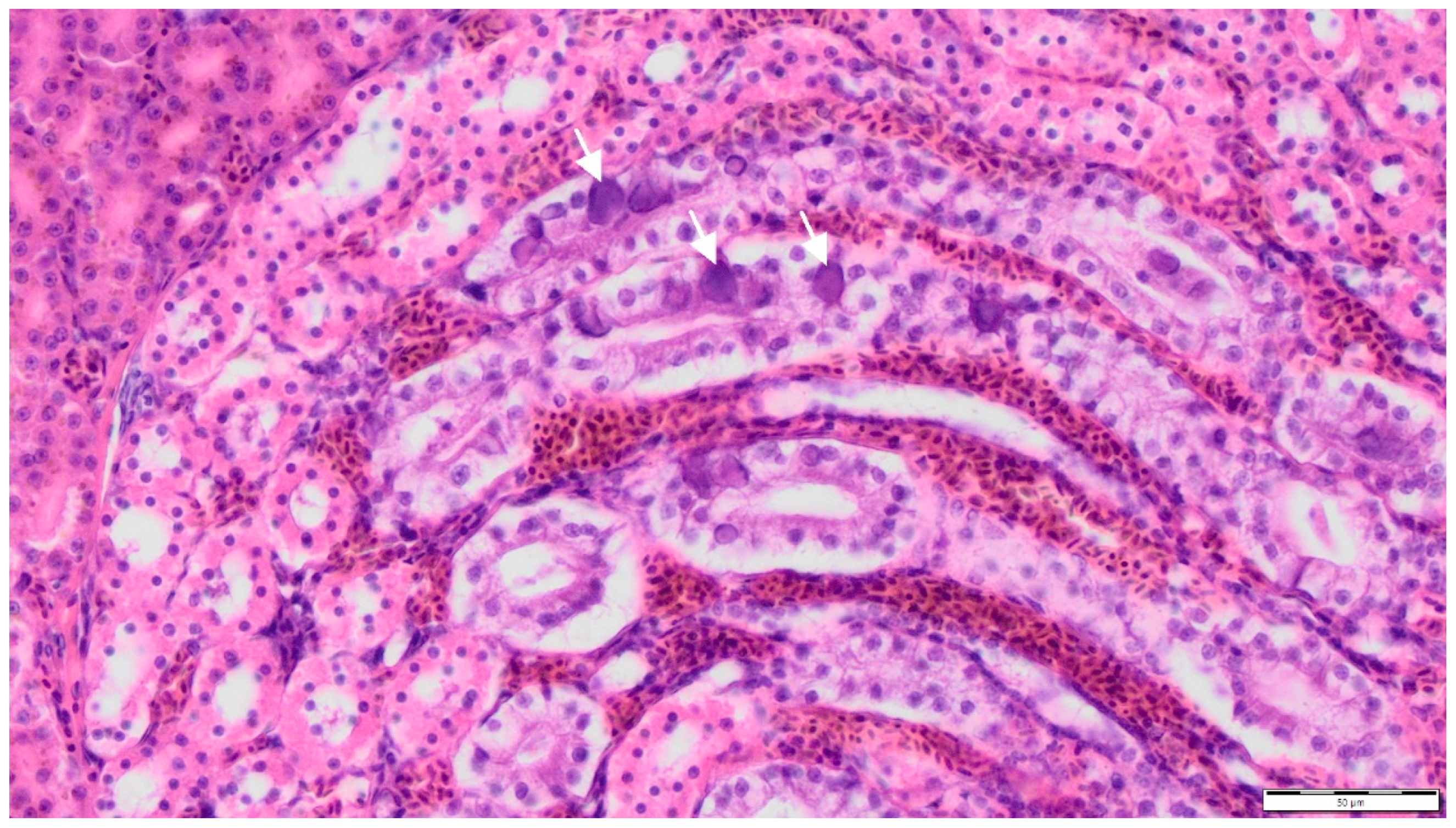 Animals 12 02316 g004