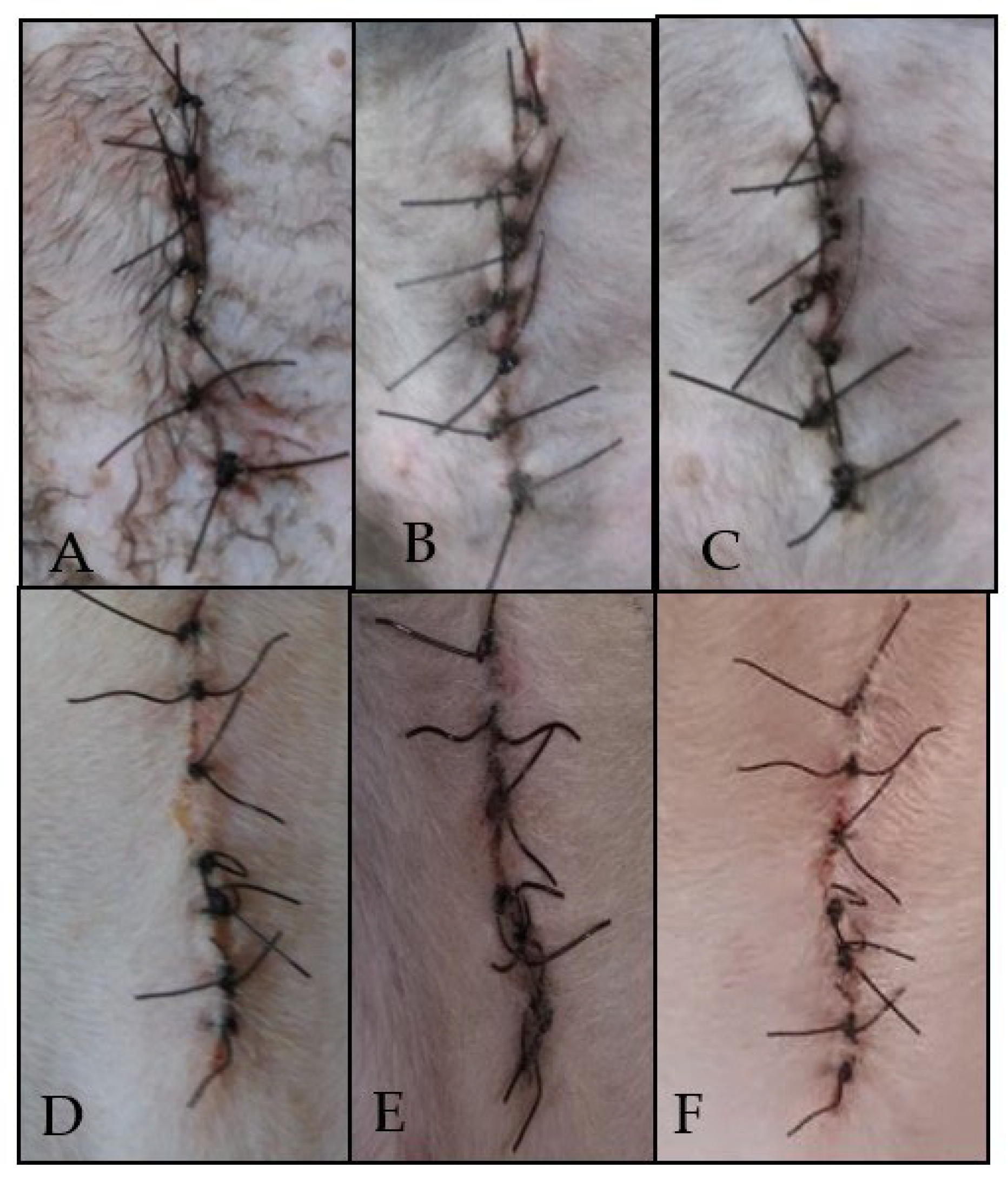 Animals 12 02325 g003