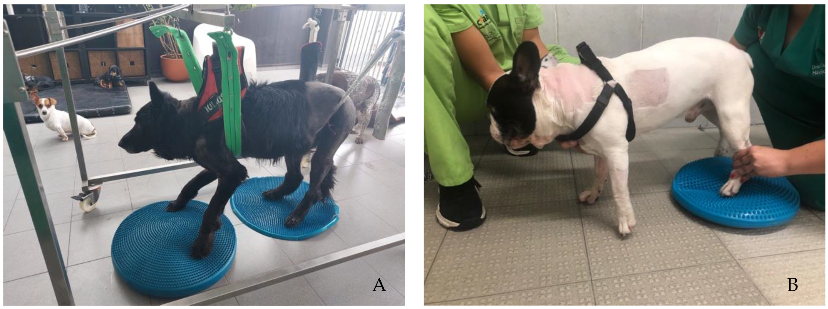 Animals 12 02369 g004