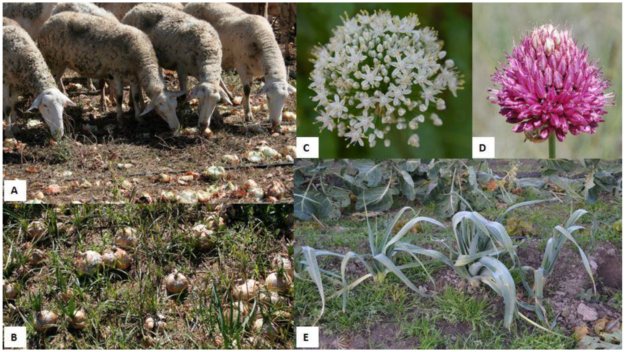 Animals 12 02373 g002