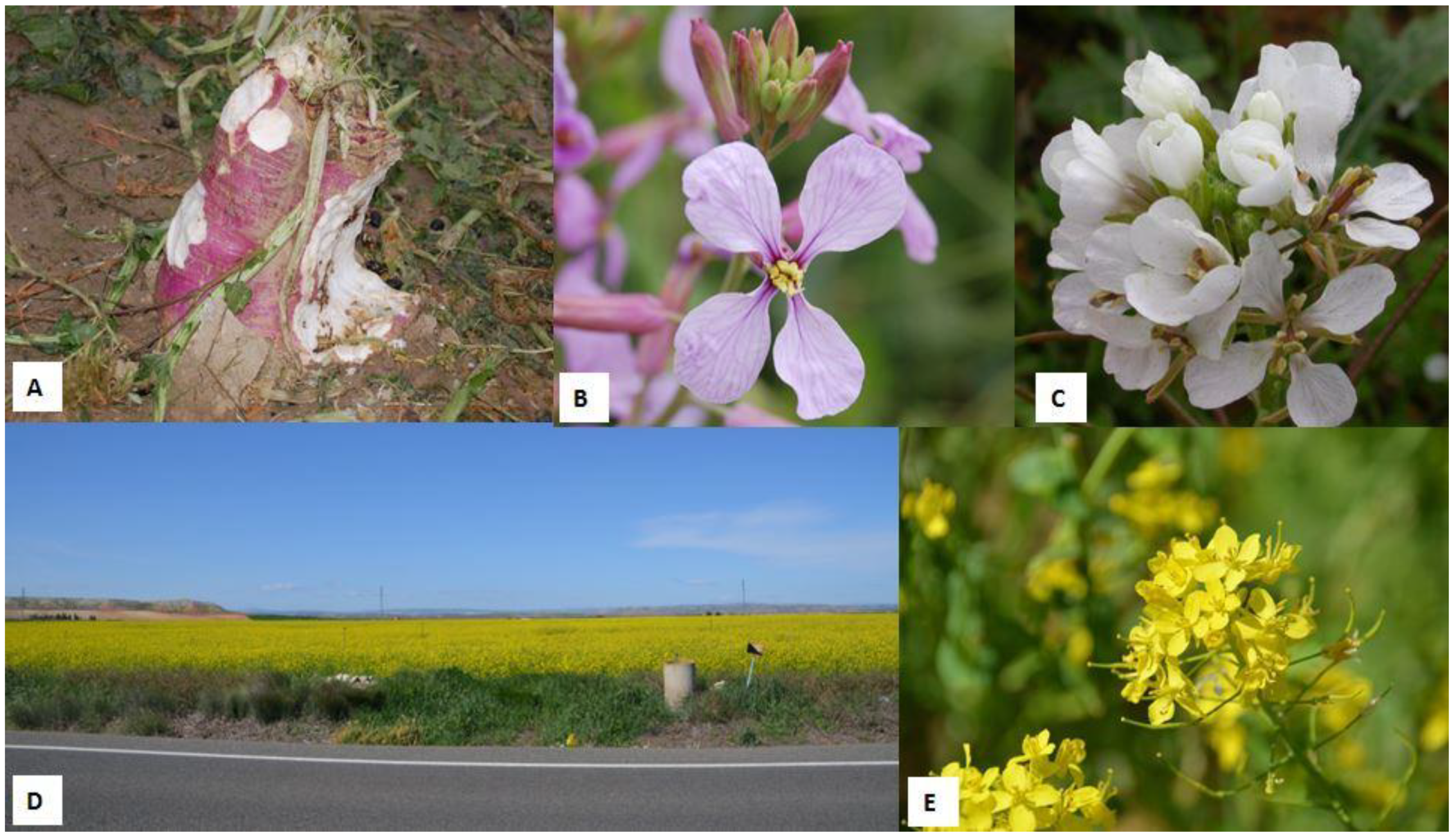 Animals 12 02373 g003