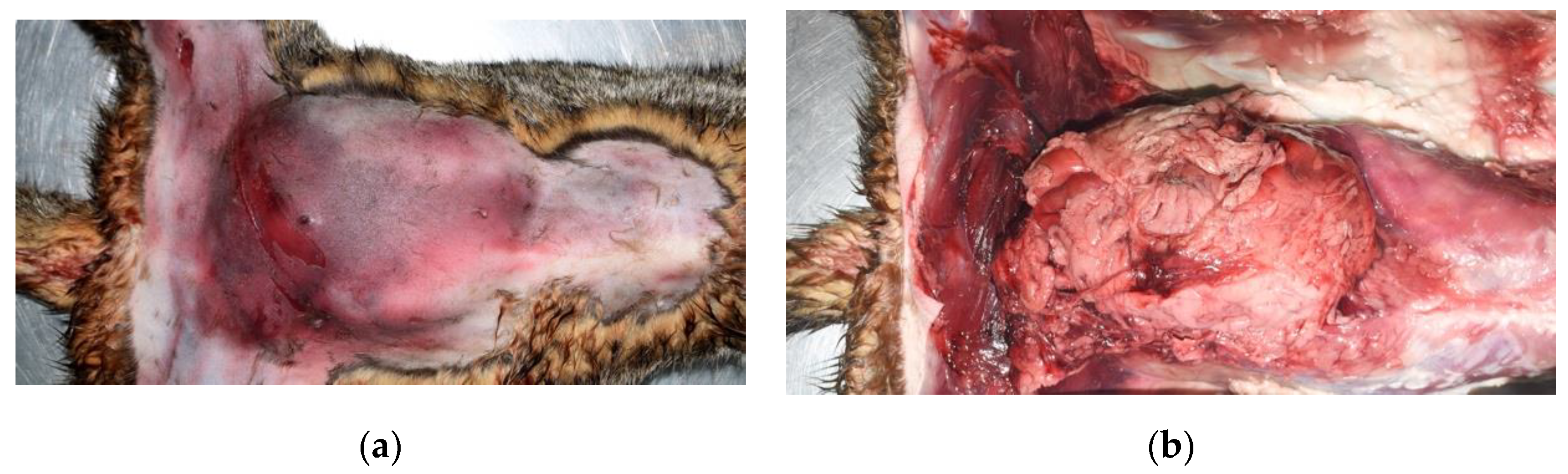 Animals 12 02404 g003