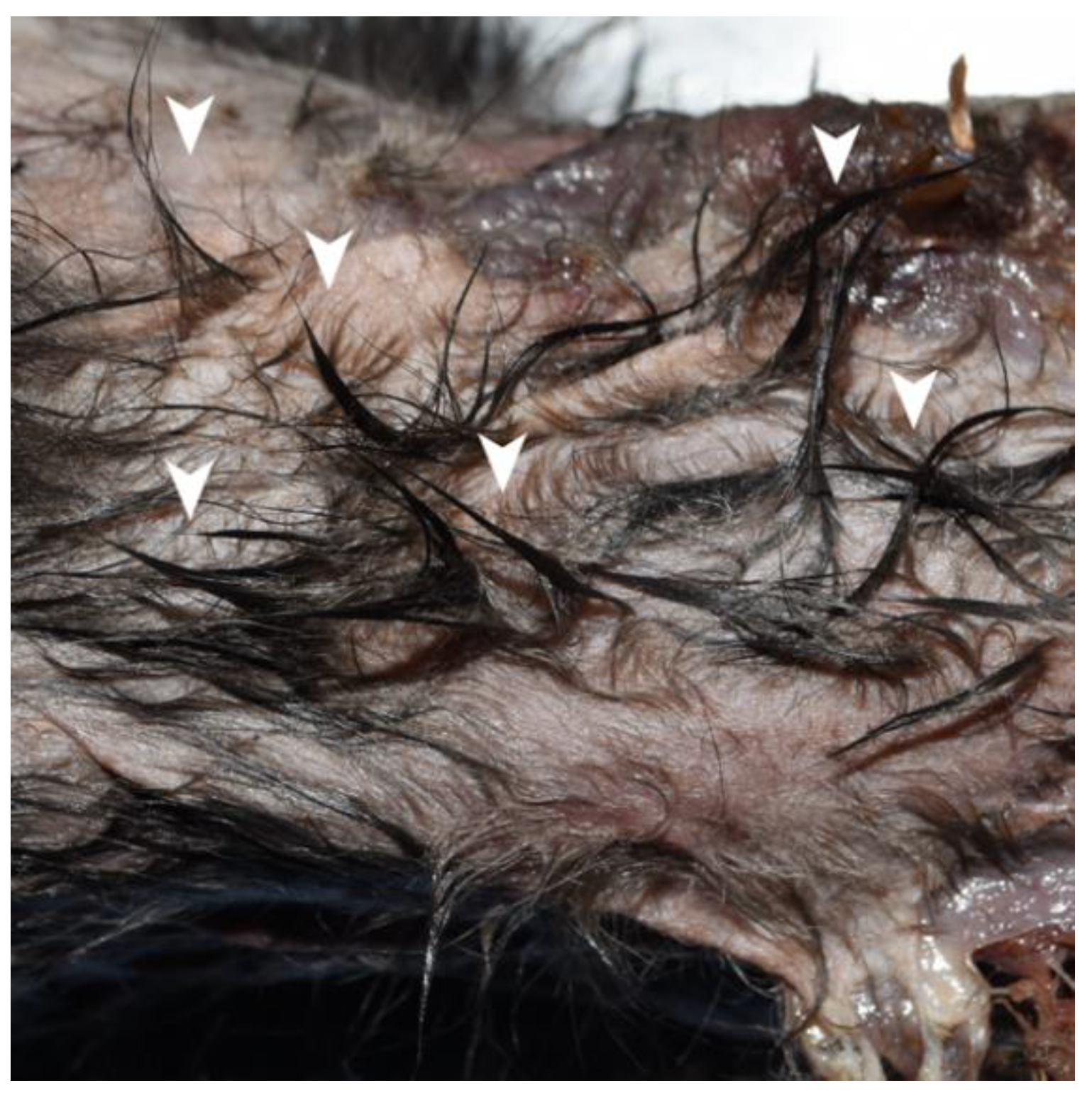 Animals 12 02404 g004