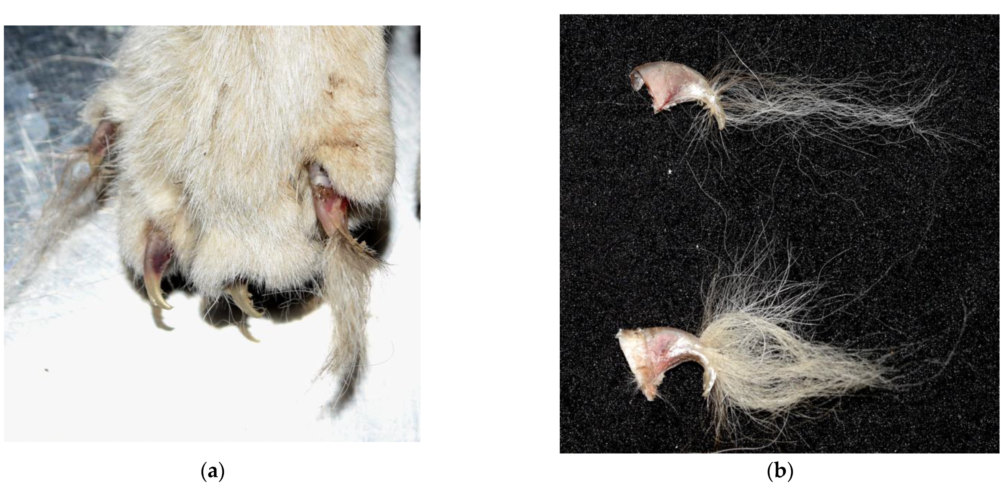 Animals 12 02404 g005