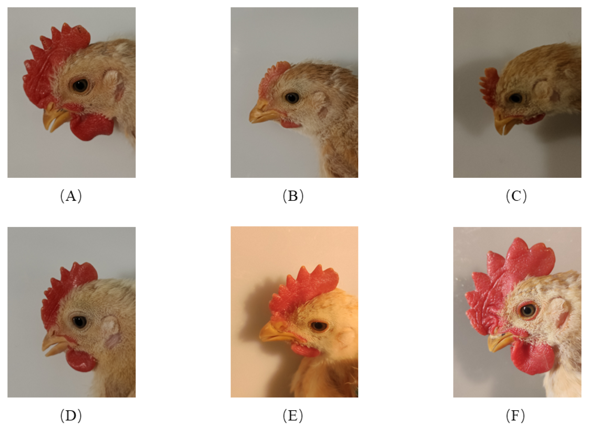 Animals 12 02425 g002