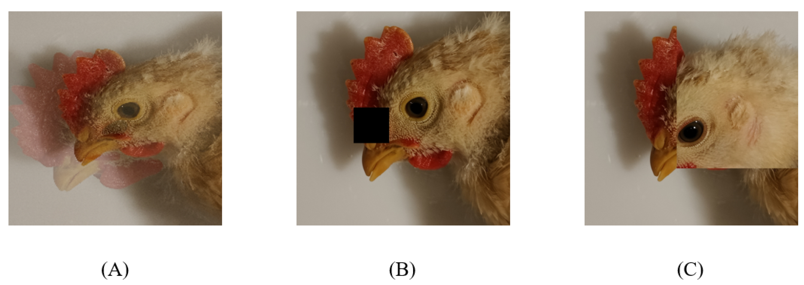 Animals 12 02425 g003