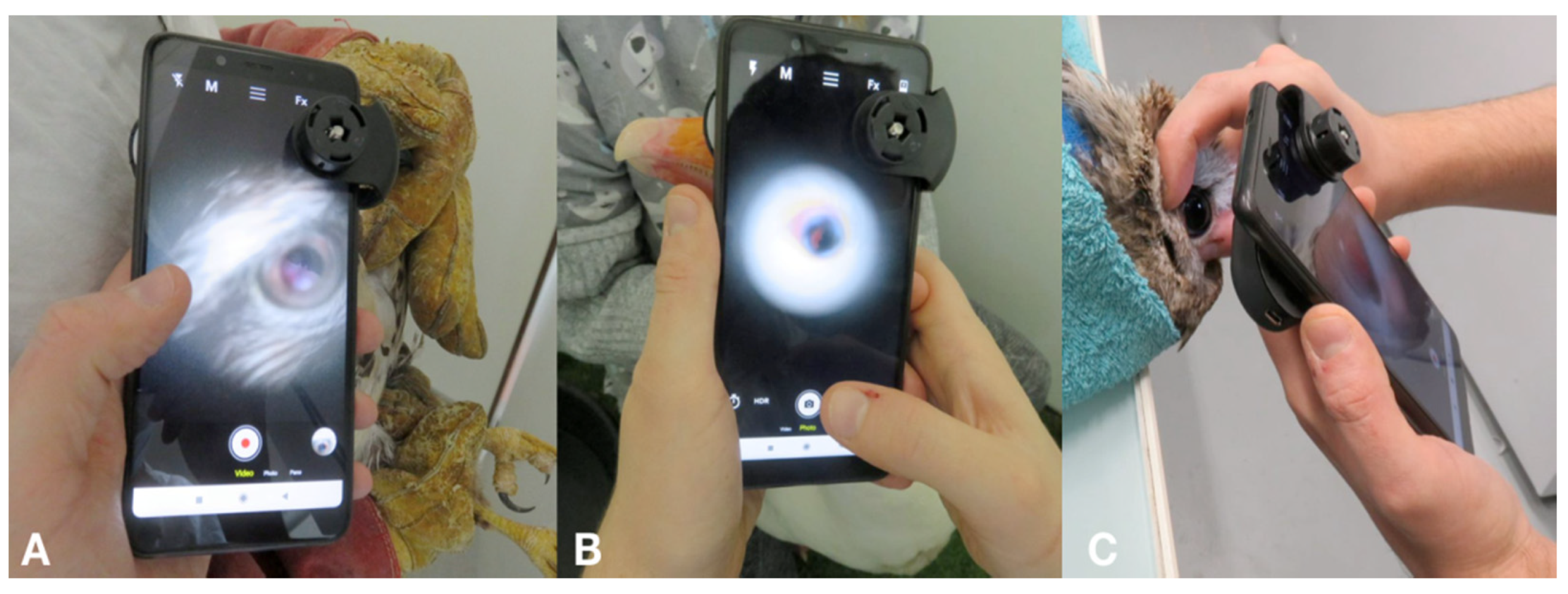 Animals 12 02429 g001