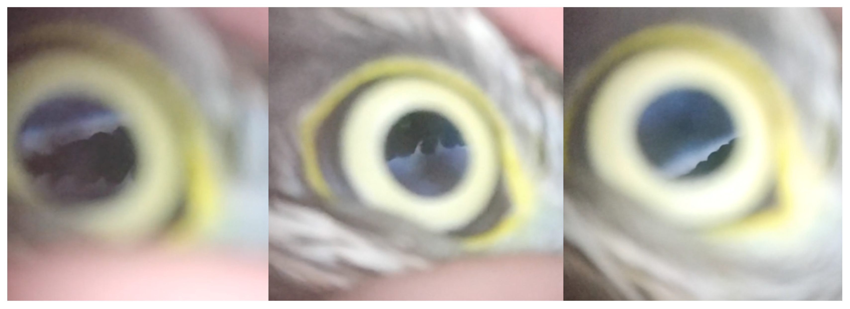 Animals 12 02429 g003