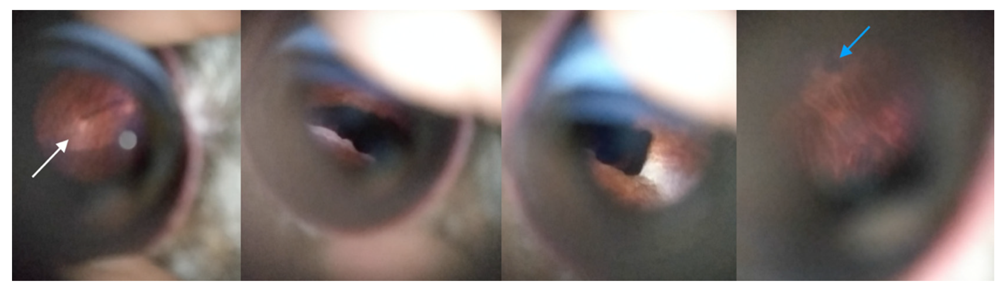 Animals 12 02429 g004