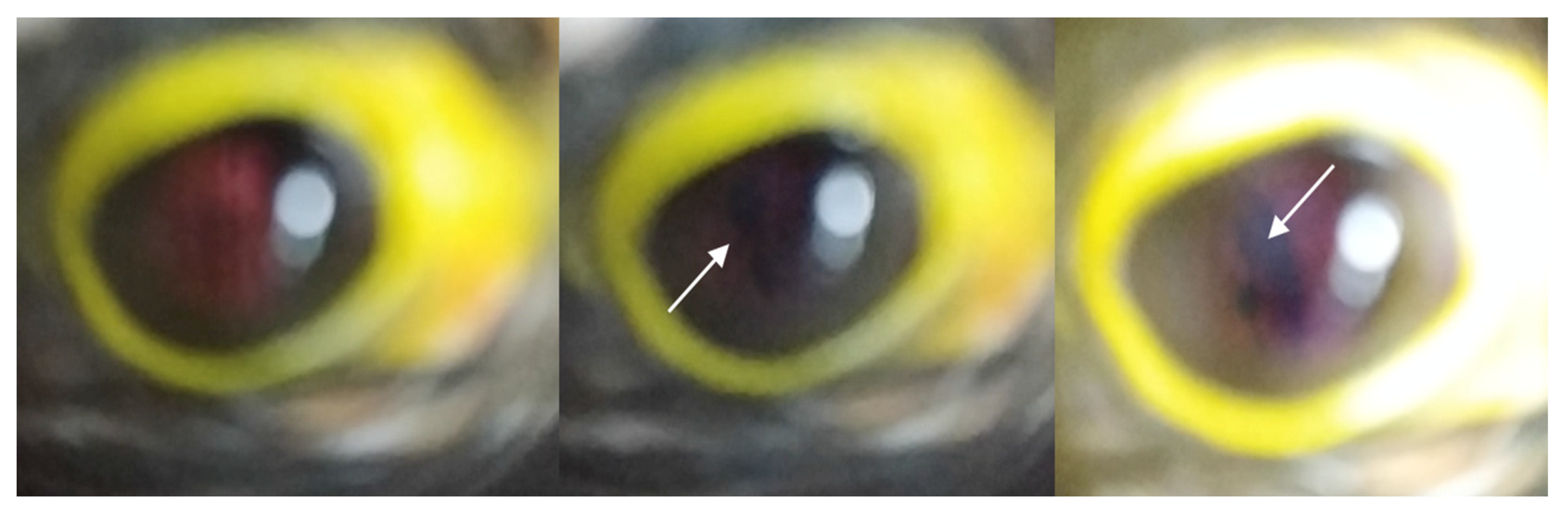 Animals 12 02429 g005