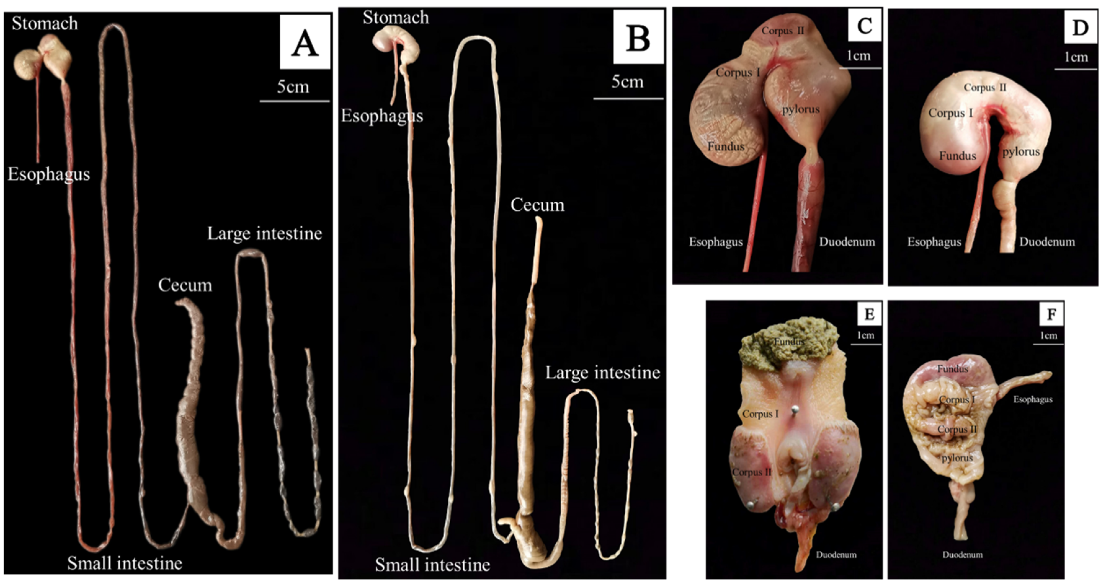 Animals 12 02447 g004