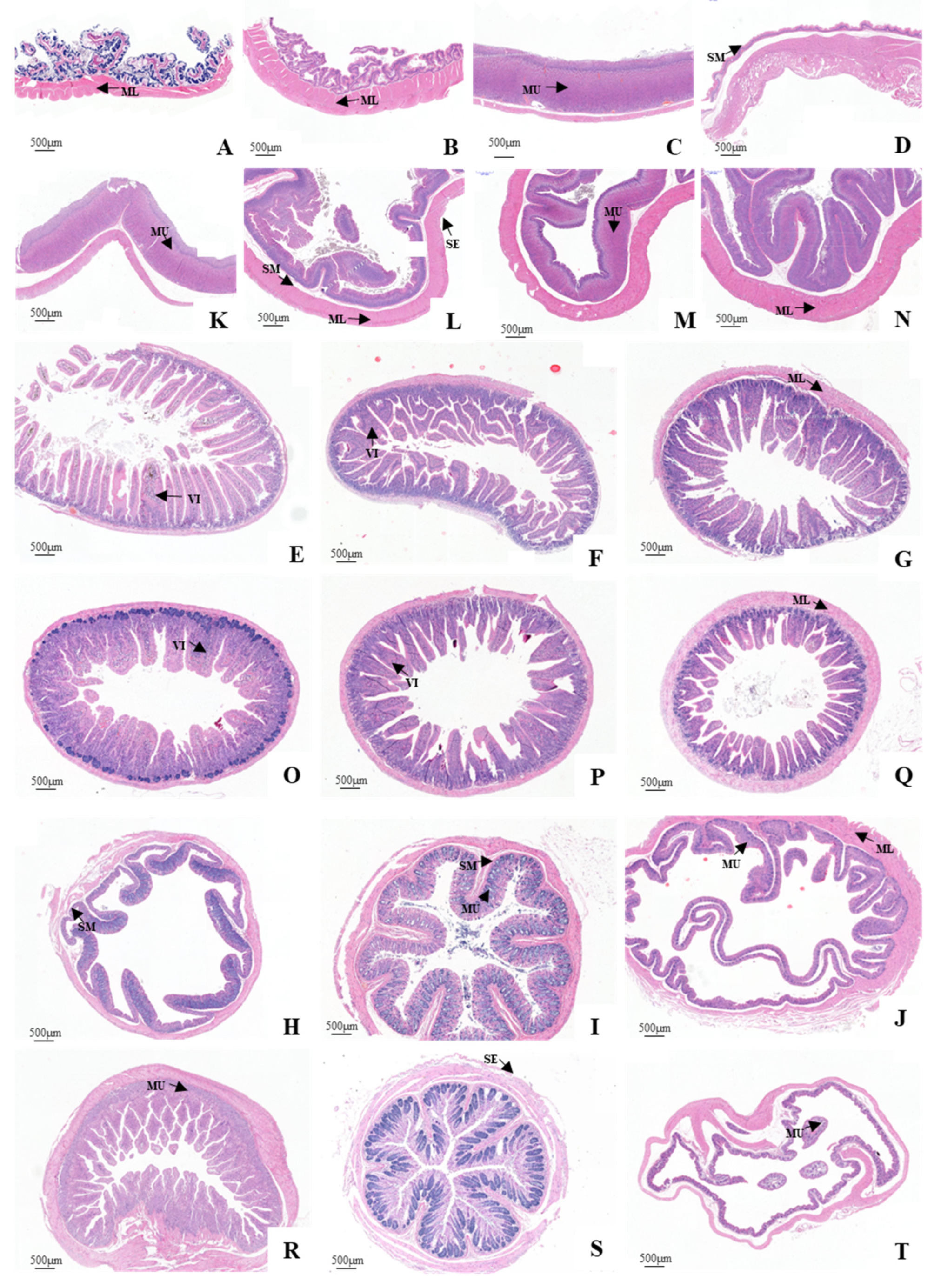 Animals 12 02447 g006