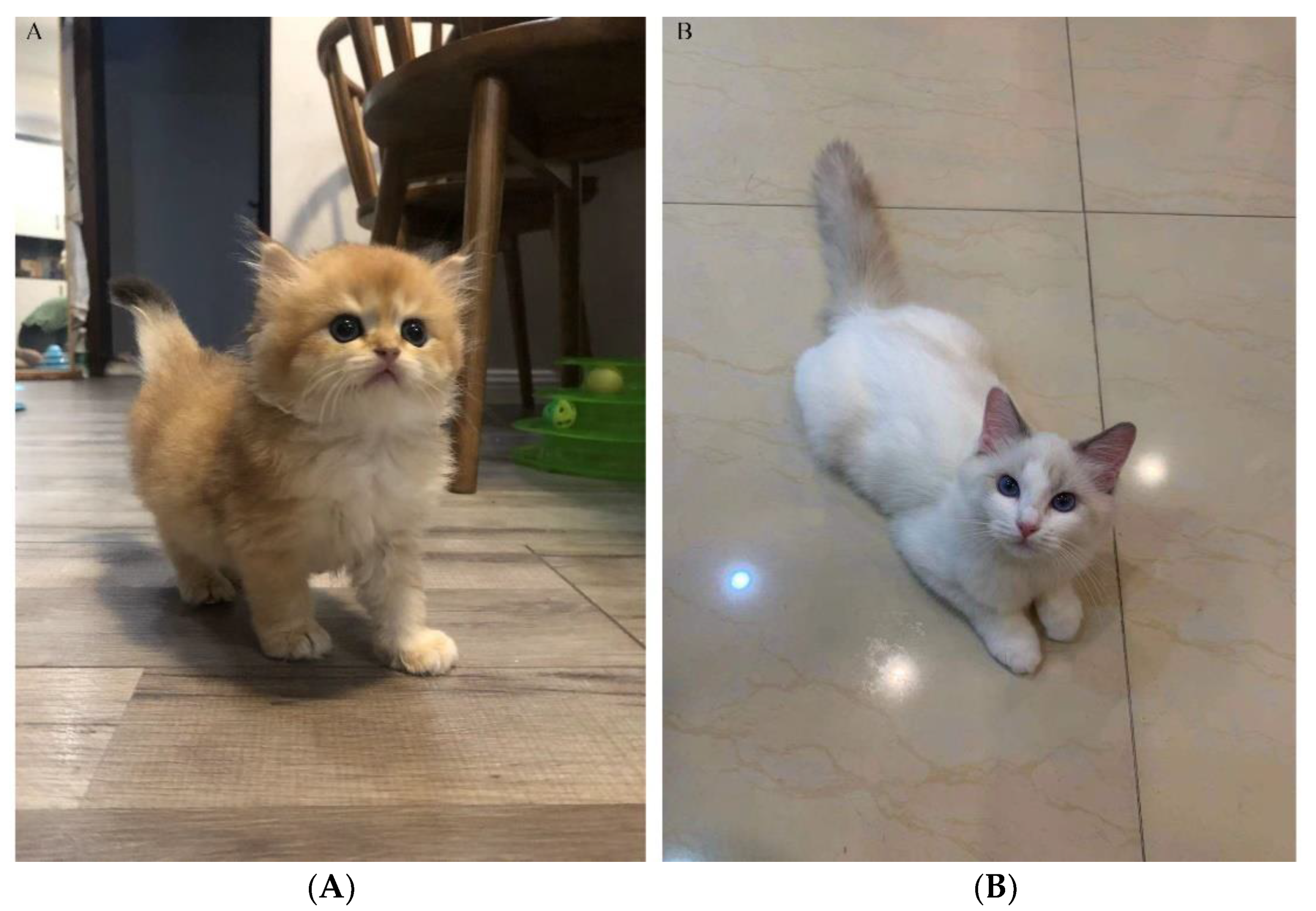 Animals 12 02467 g001